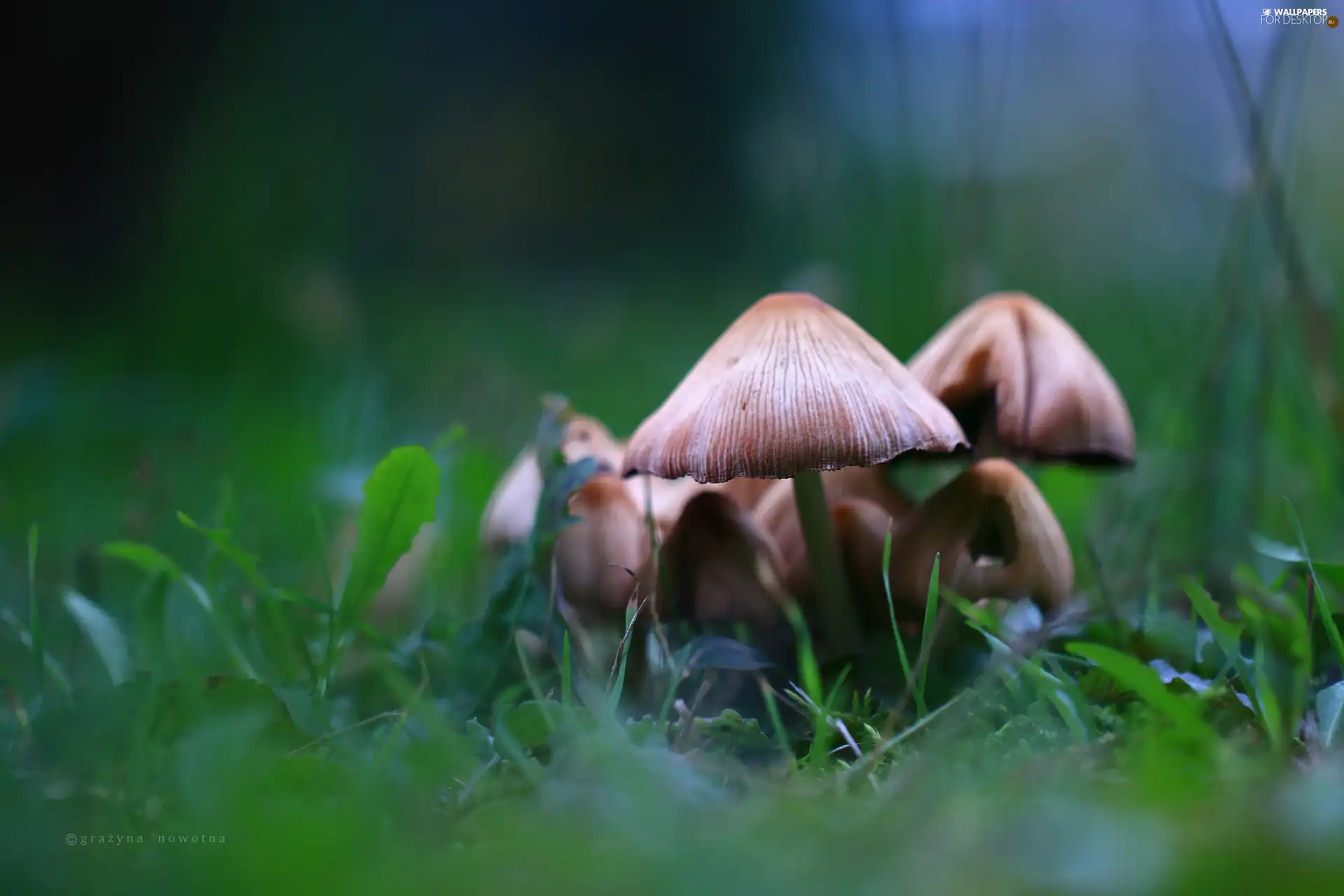 mushrooms, poisonous