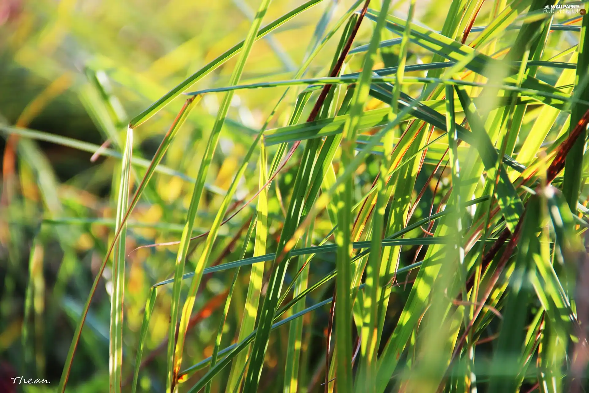 pond, grass, by