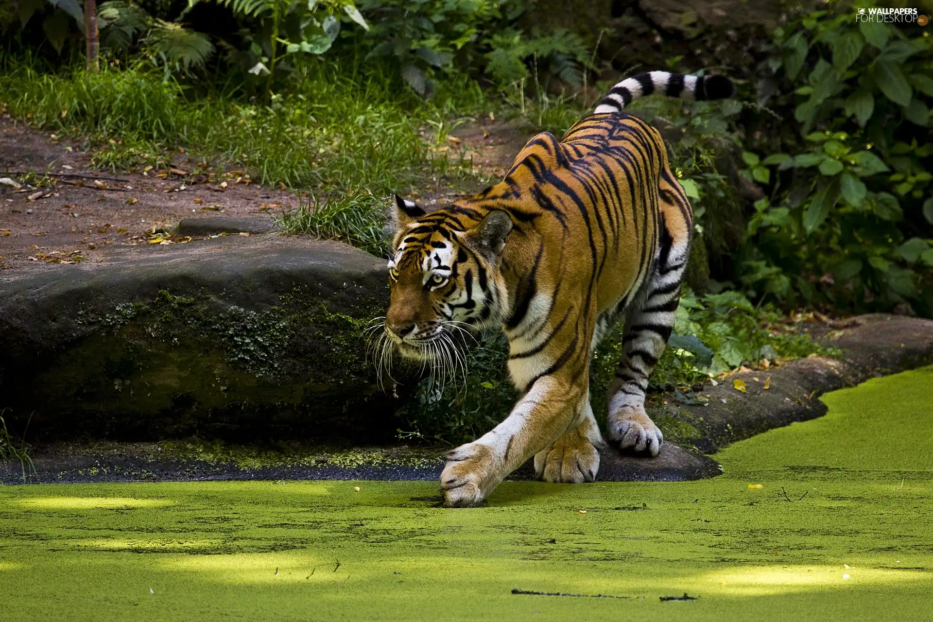 eyelash, tiger, Pond - car