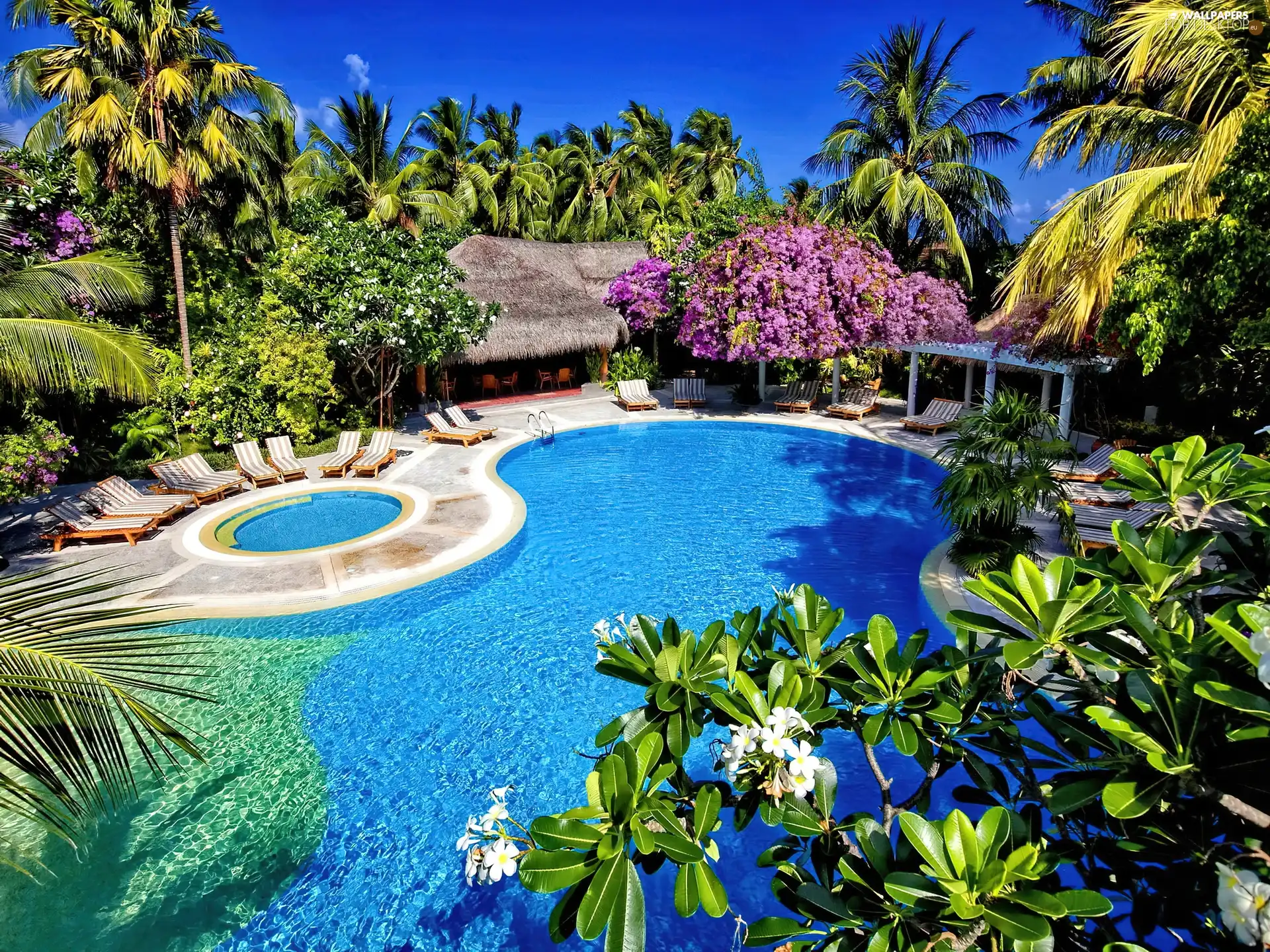 Palms, Hotel hall, Pool