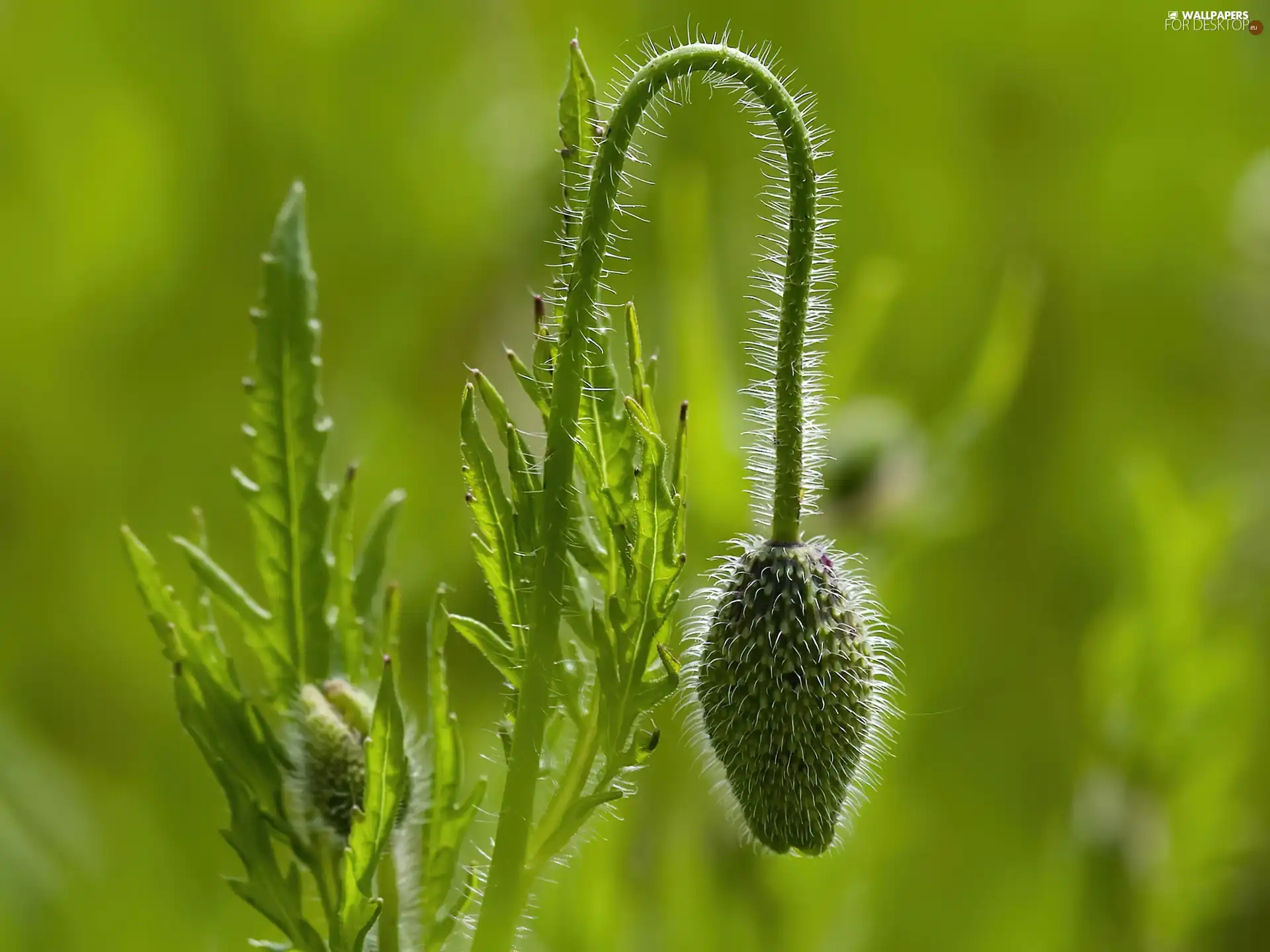 poppies, Green, doughnut