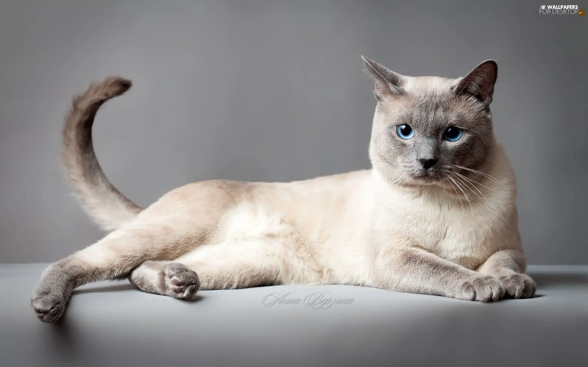 portrait, Thai, cat