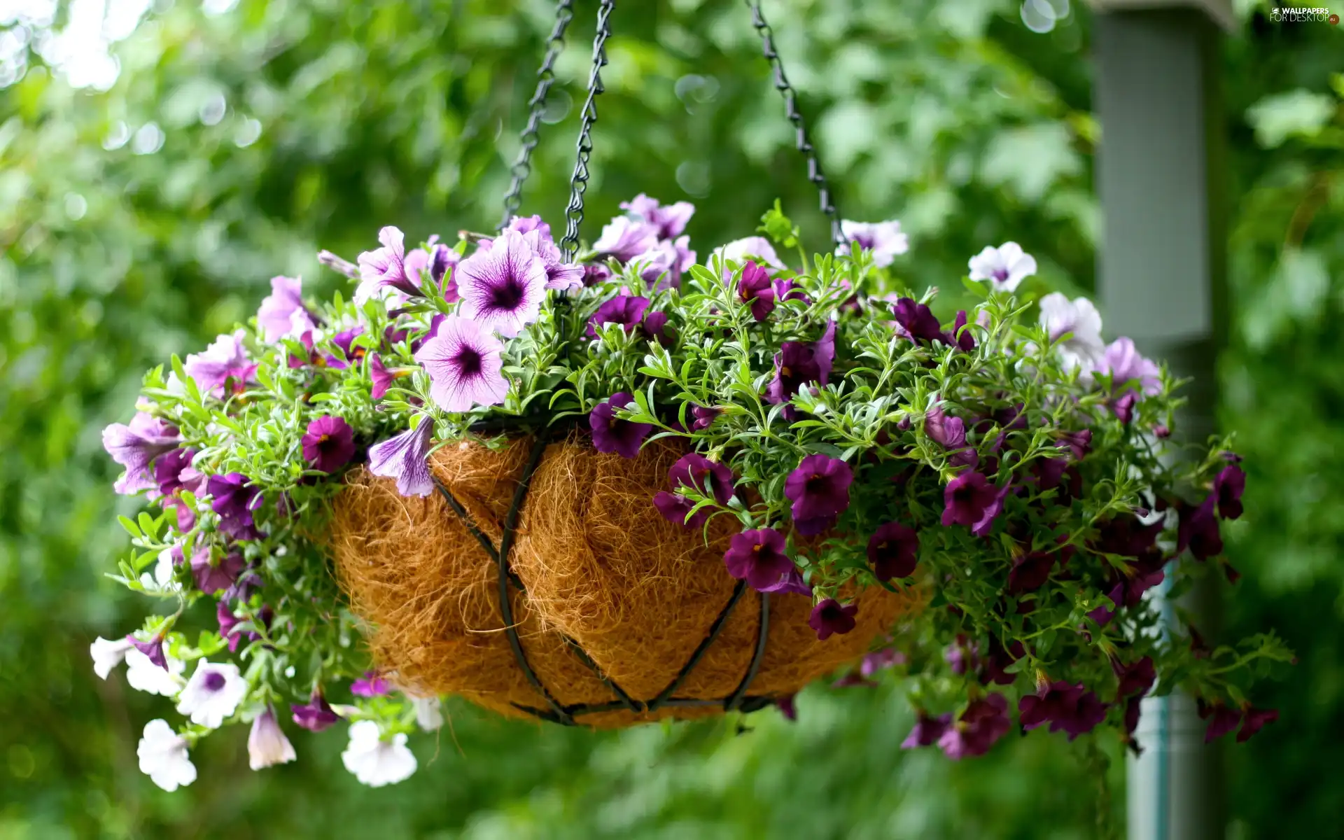 pot, Surfinie, Hanging