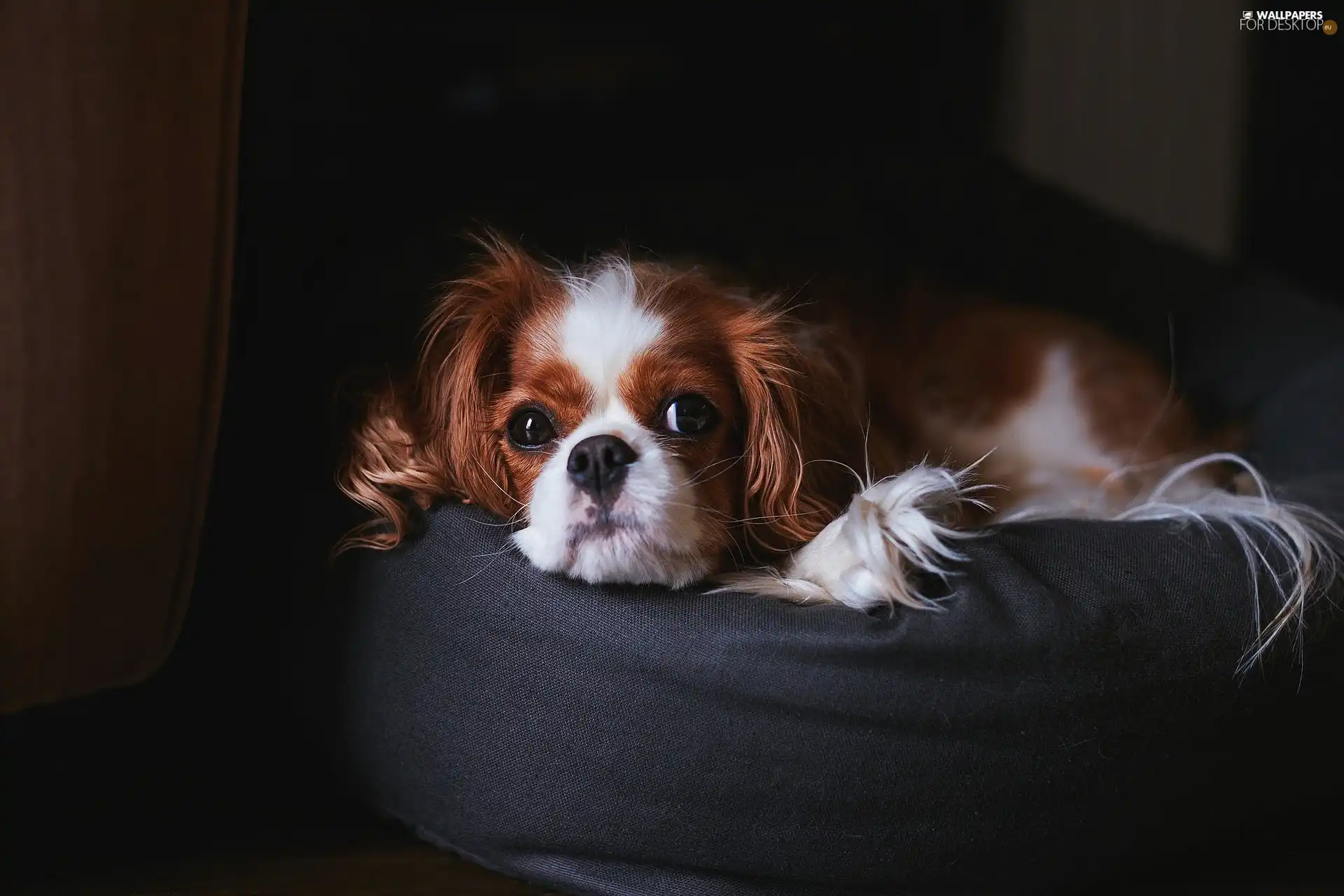 Cavalier King Charles spaniel, Pouf