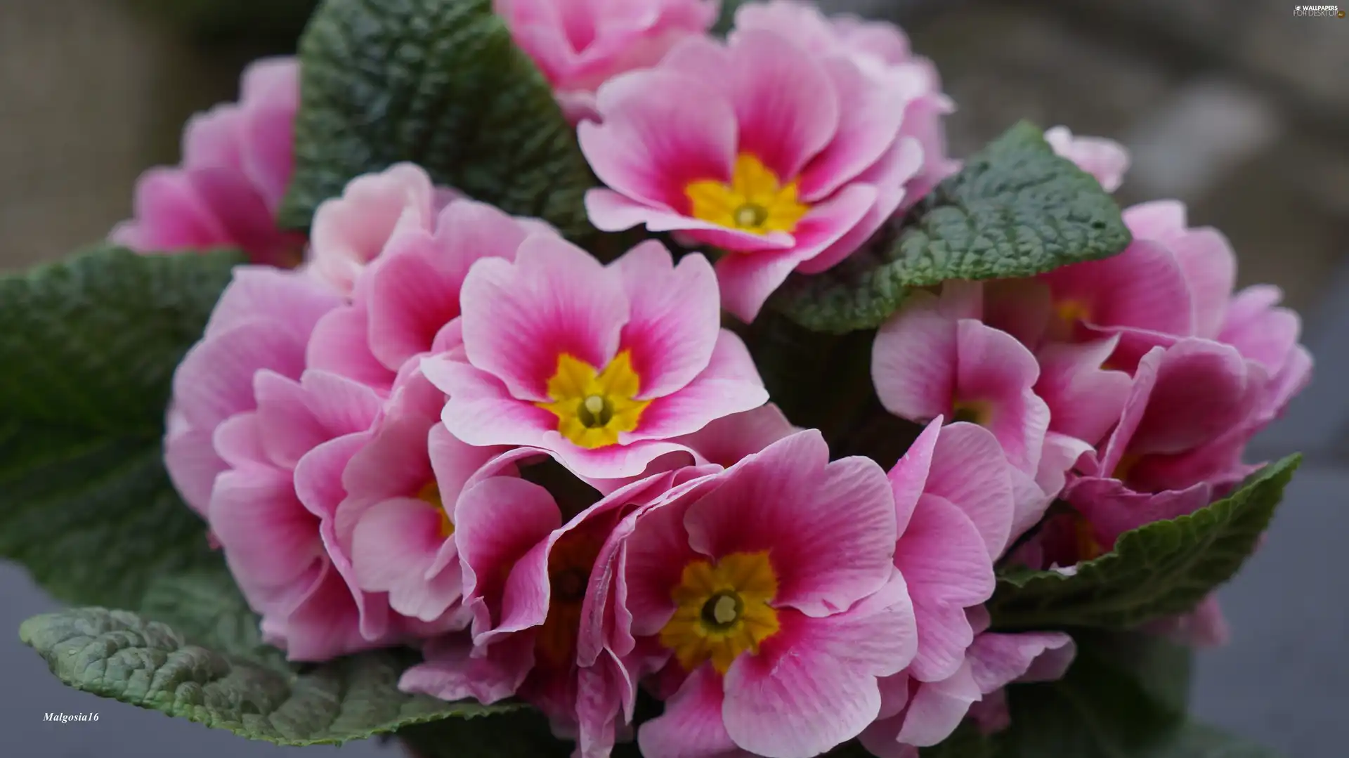Pink, primrose, primrose, Flowers