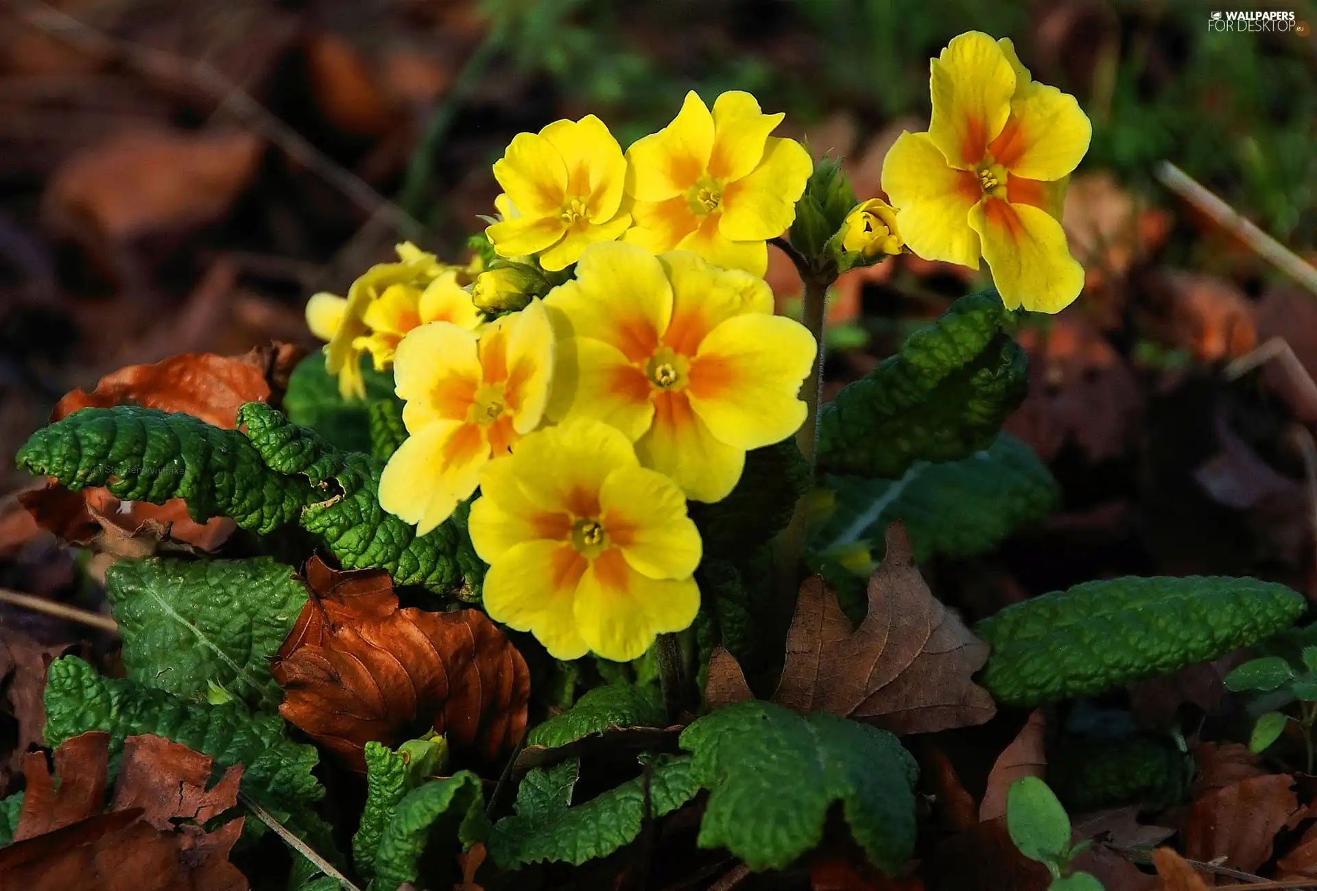 Leaf, Yellow Honda, primrose
