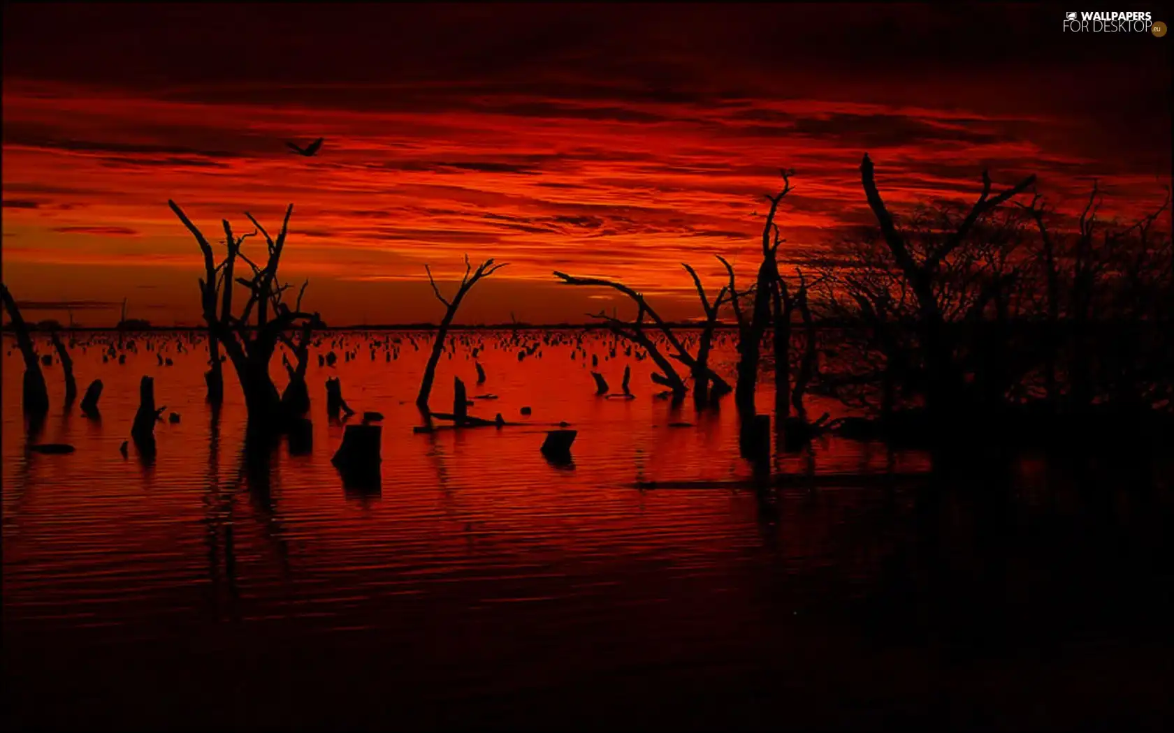 projections, Great Sunsets, trees, viewes, dry, lake