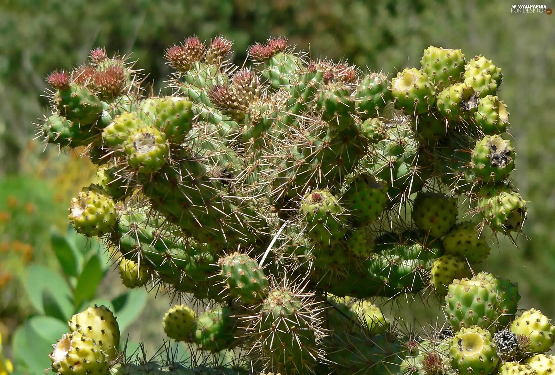 Cylindropuntia, Prolifera