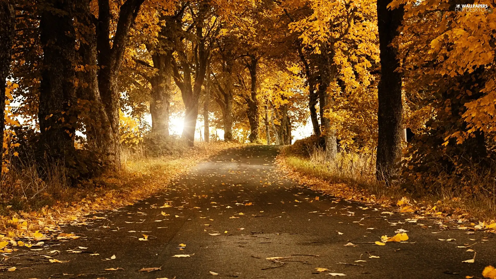 Path, Przebijające, luminosity, ligh, flash, forest, autumn, sun