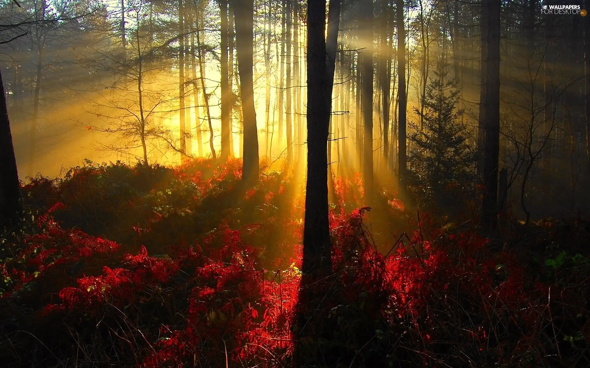 color, trees, Przebijające, sun, Bush, viewes