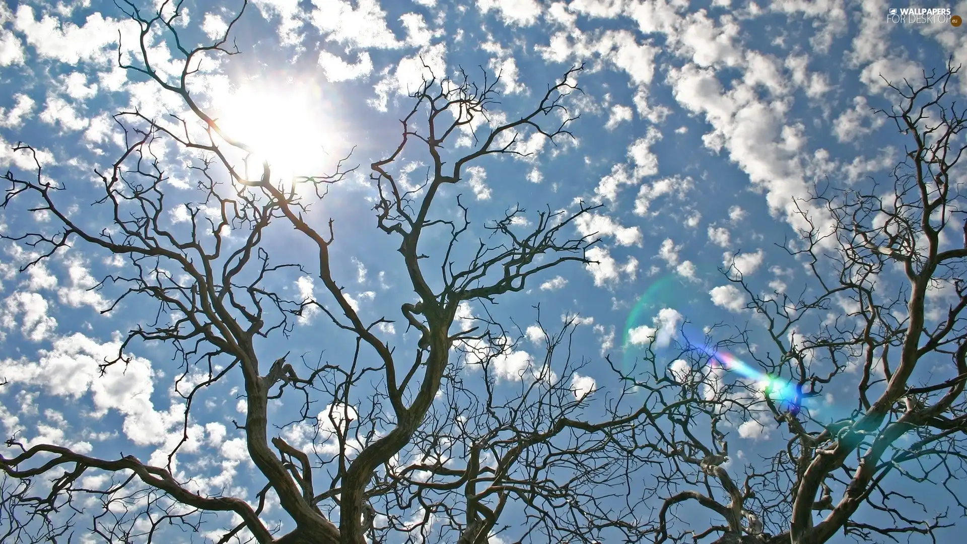 Przebijające, sun, trees, clouds, dry