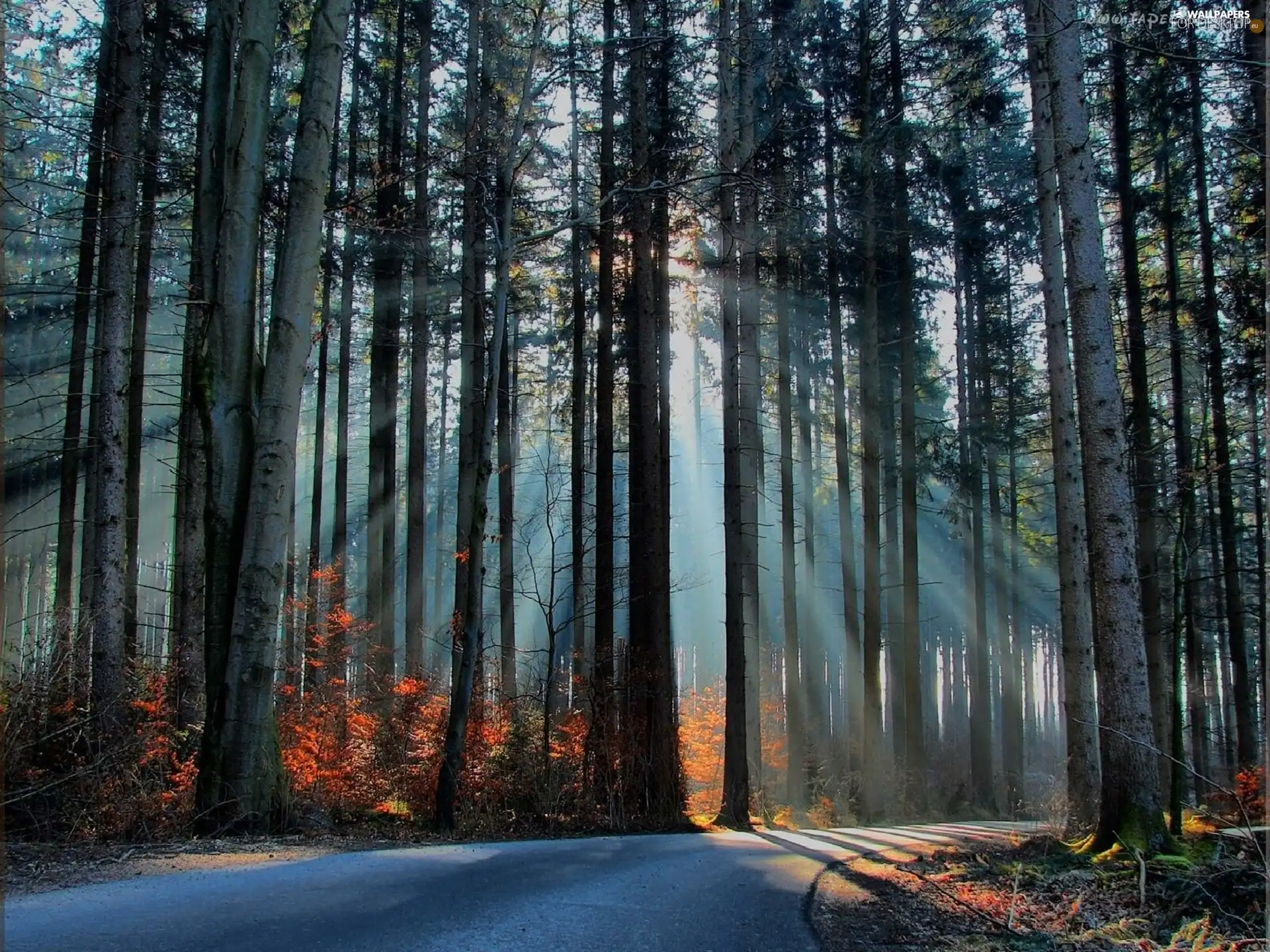 viewes, Przebijające, luminosity, ligh, flash, trees, Way, sun