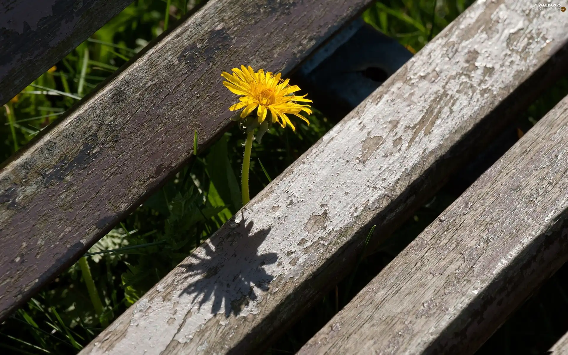 puffball, common, Wooden, Bench, Old