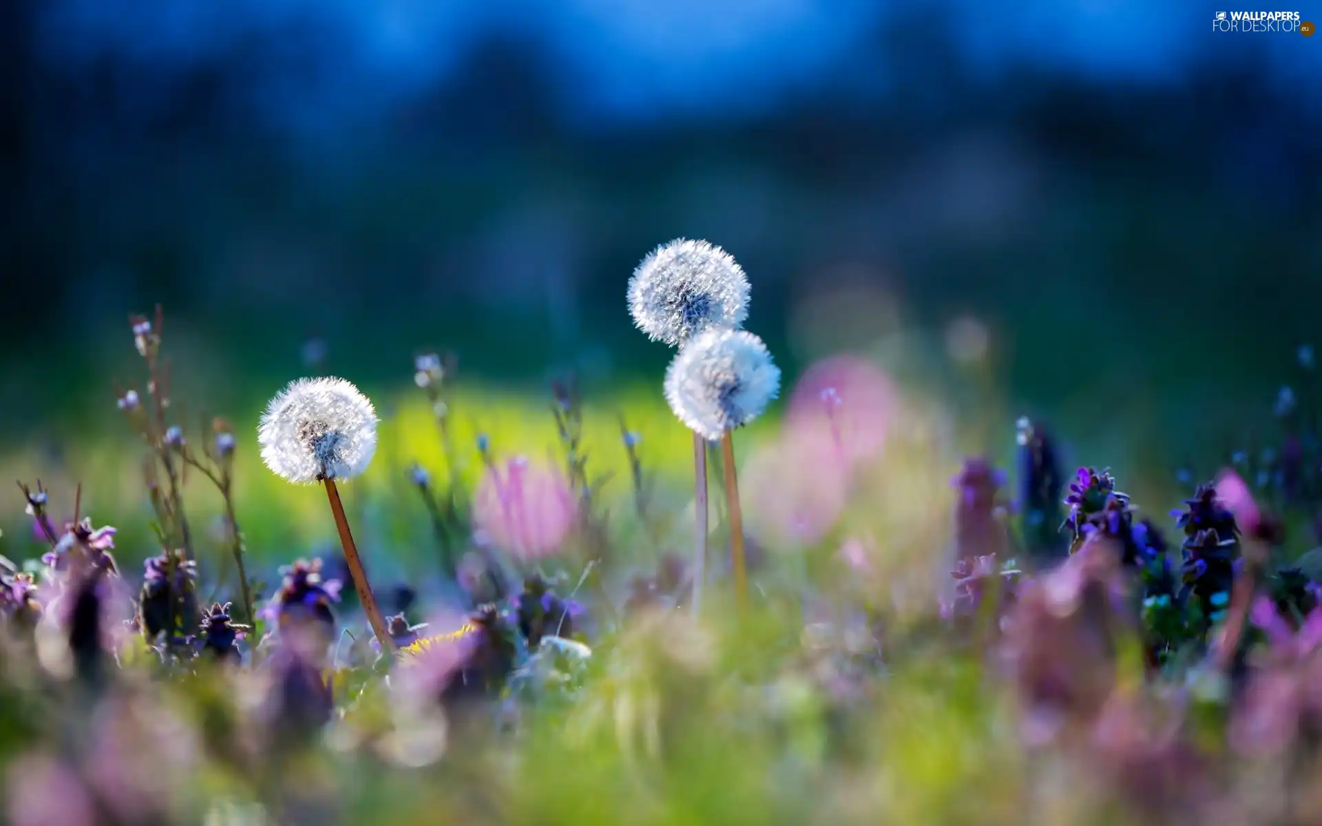Meadow, grass, puffball, Flowers