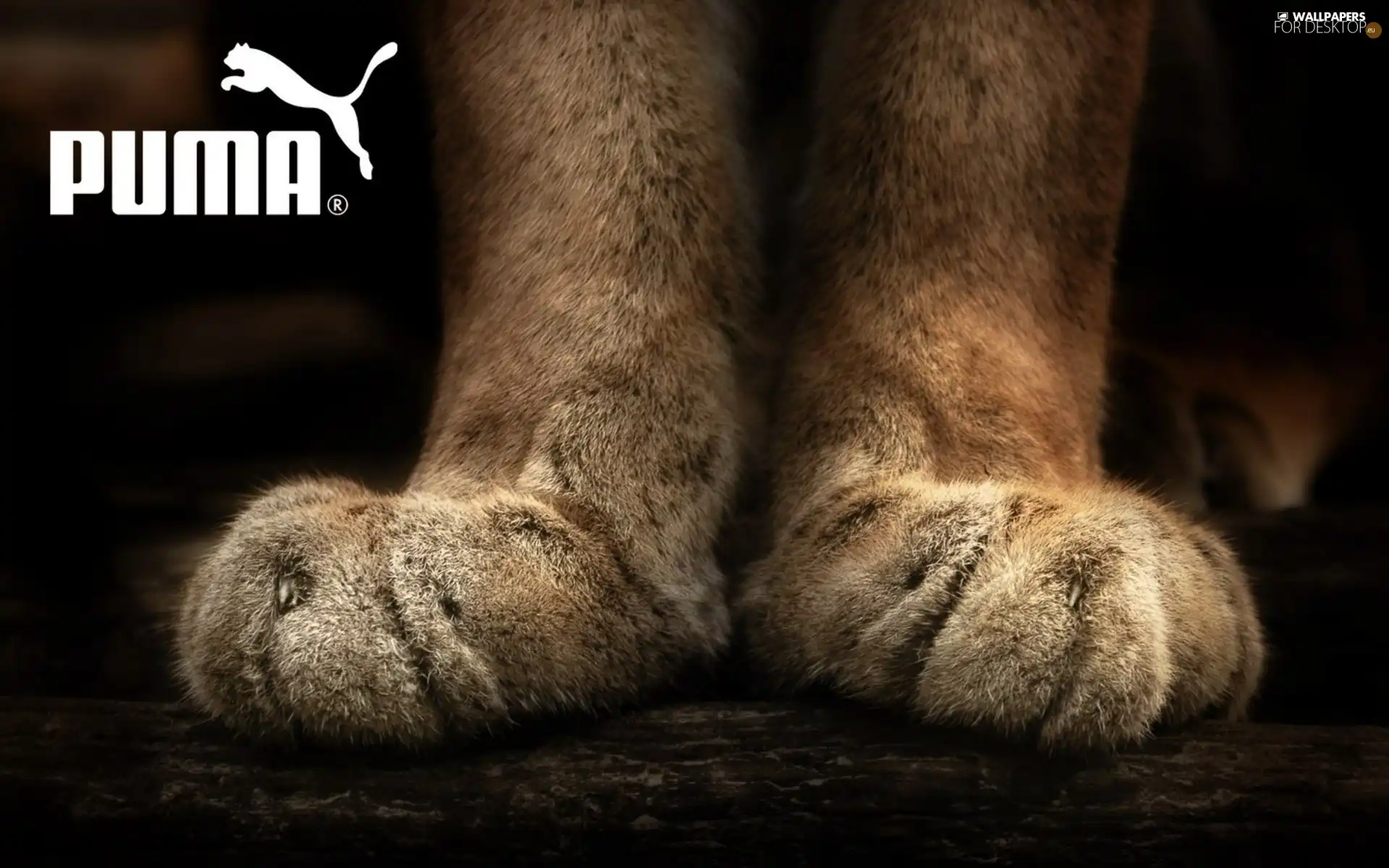 feet, Puma