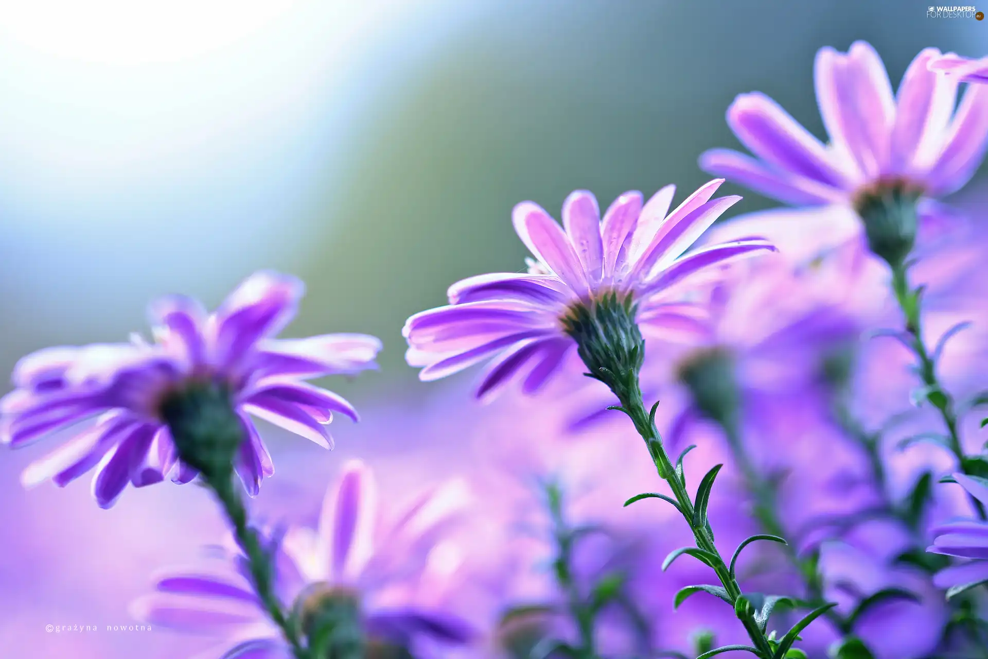Astra, purple