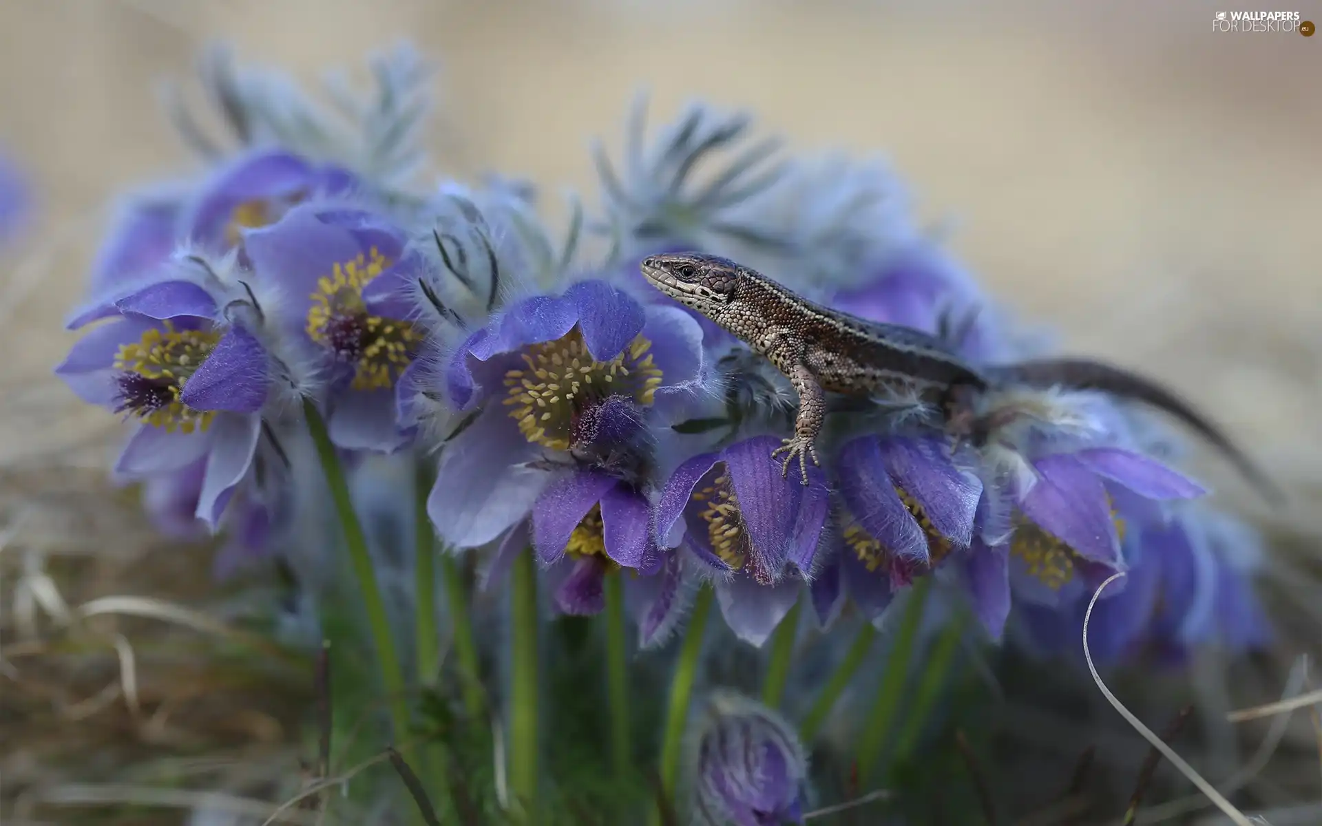 Flowers, pasque, lizard, purple