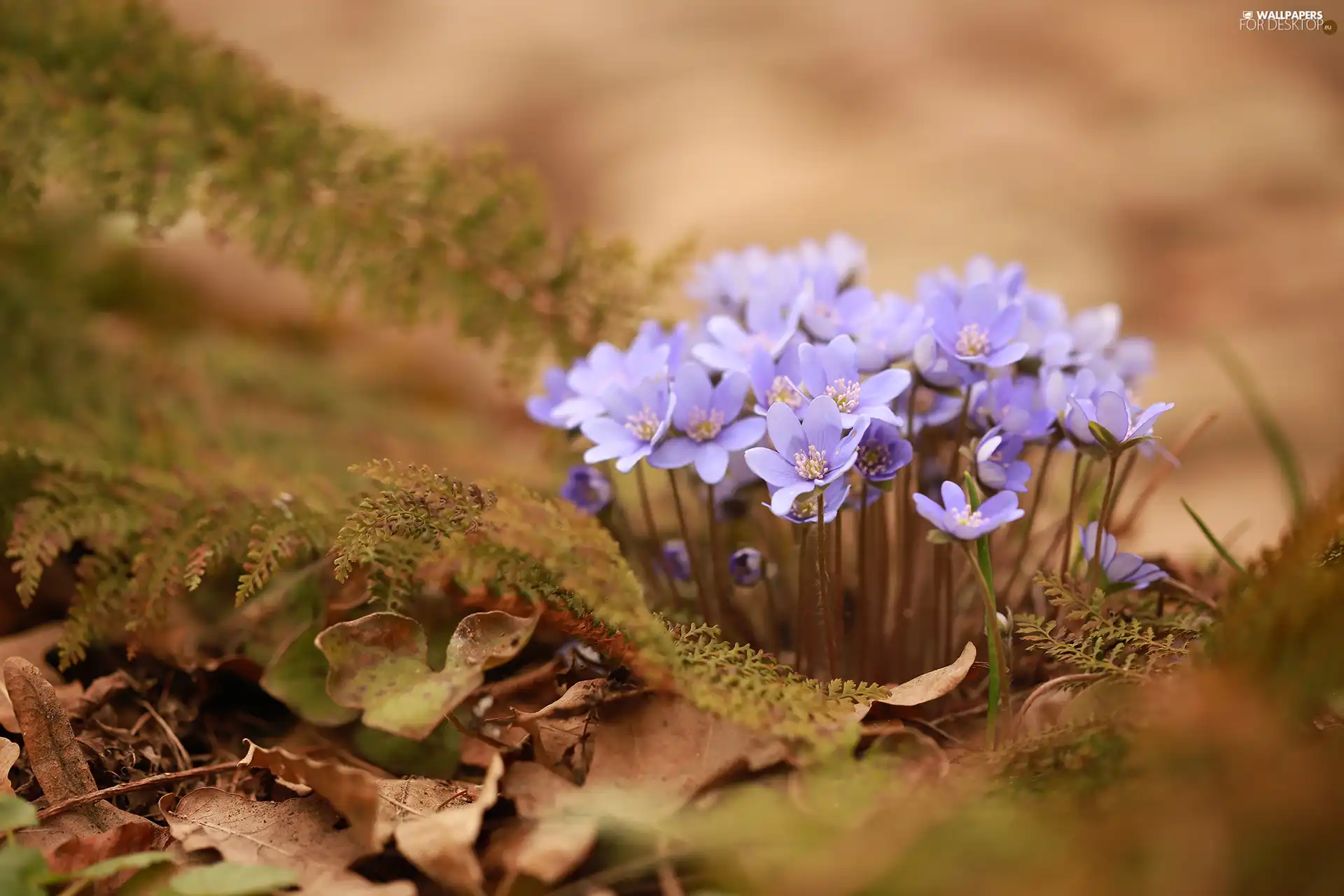 Liverworts, Flowers, cluster, purple