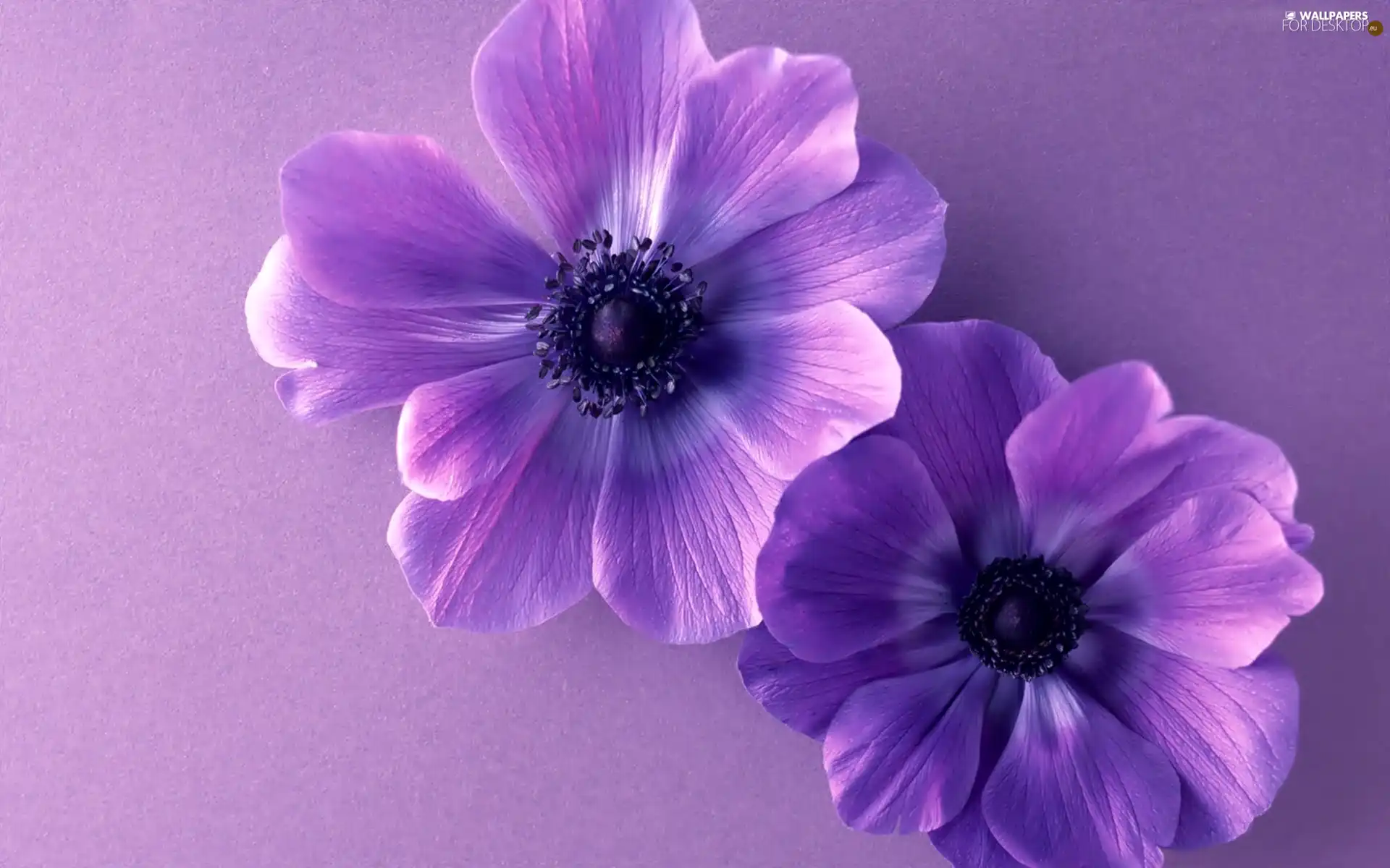 flowers, Two cars, purple