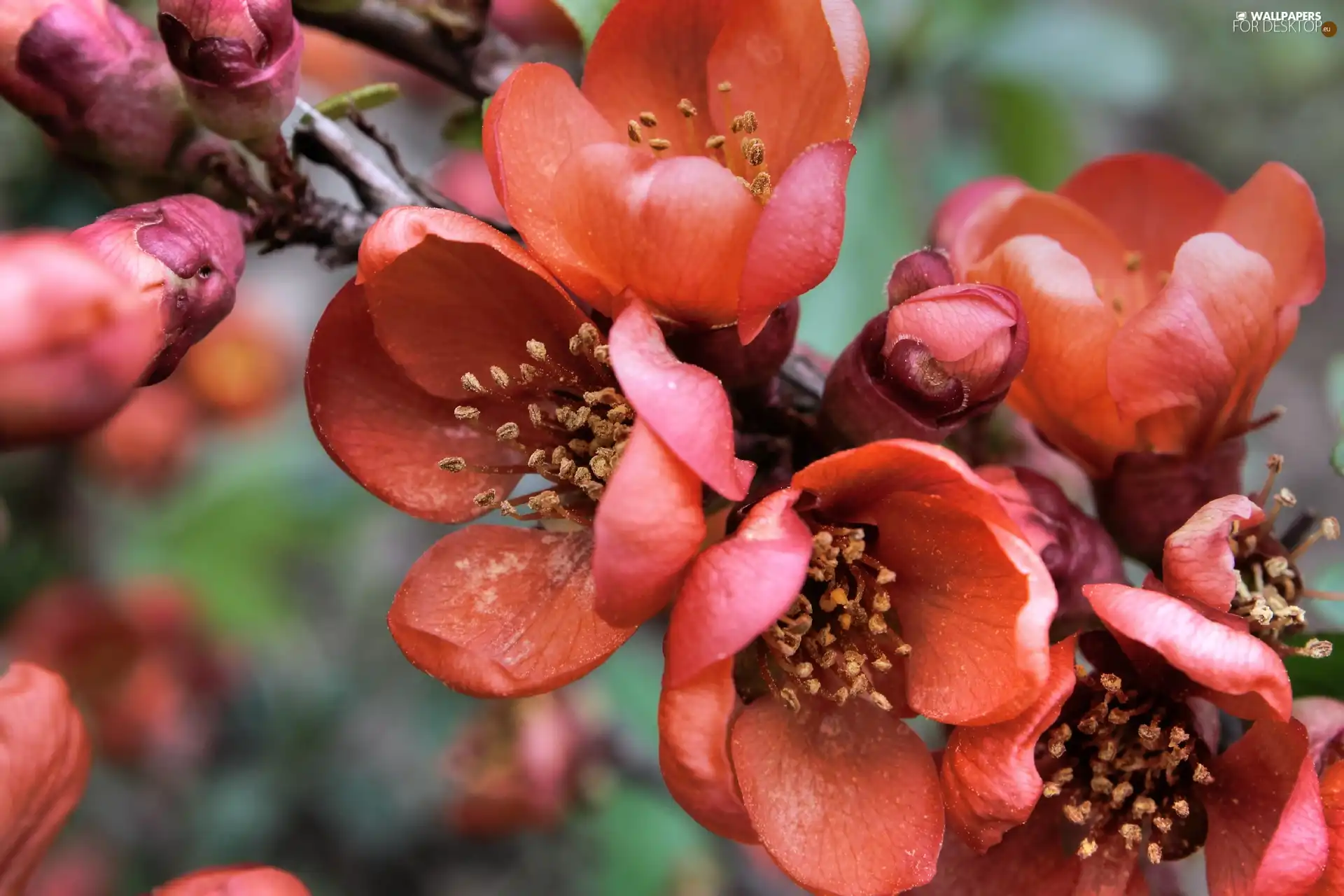 Red, Colourfull Flowers, quince