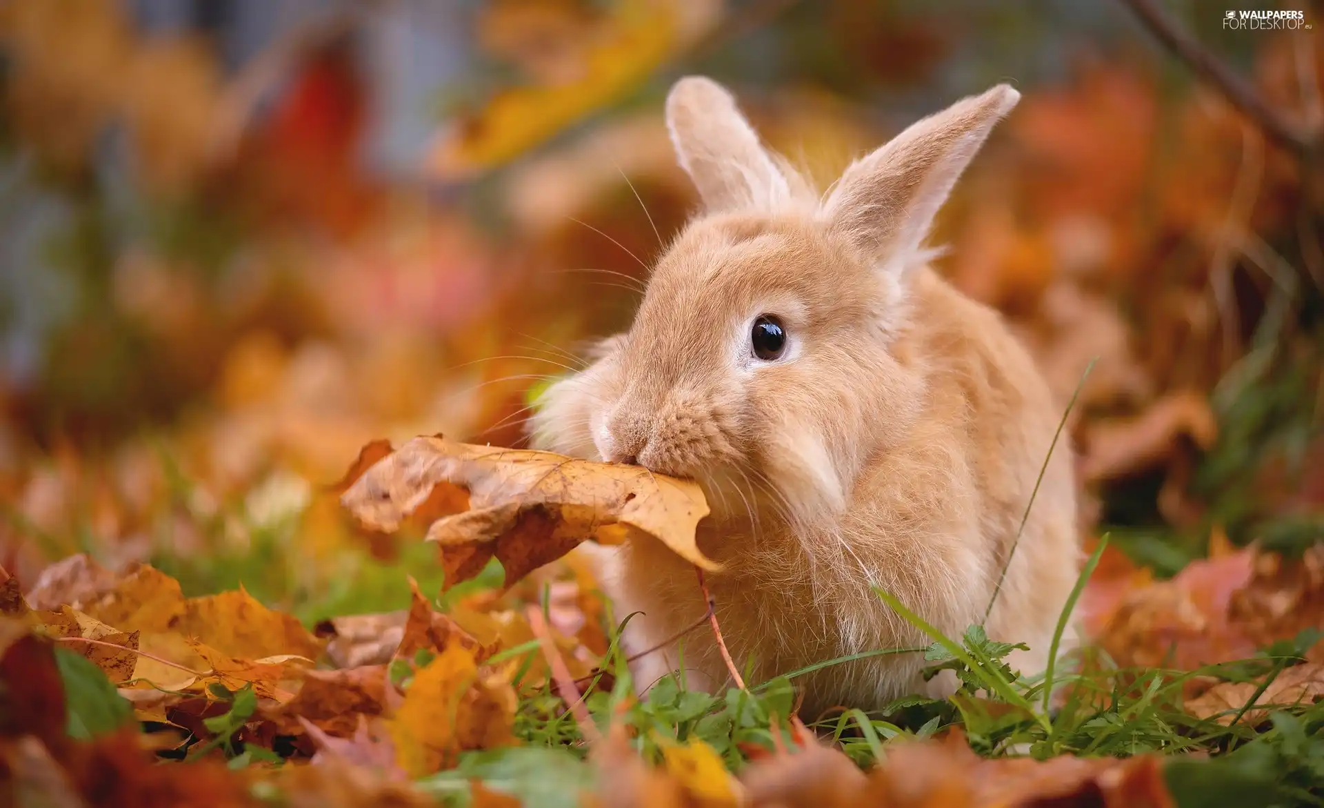 Rabbit, leaf