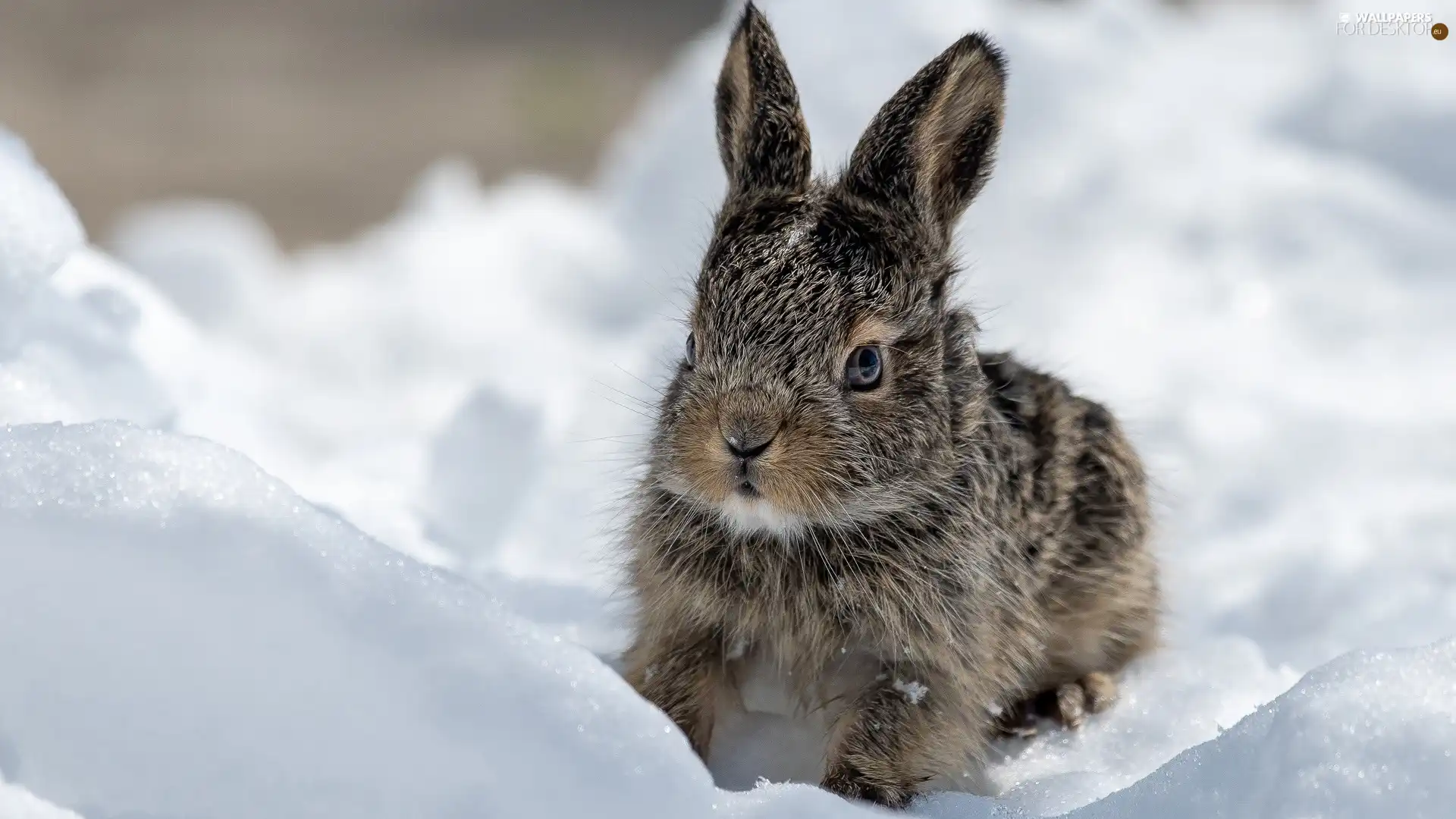 Rabbit, winter, snow