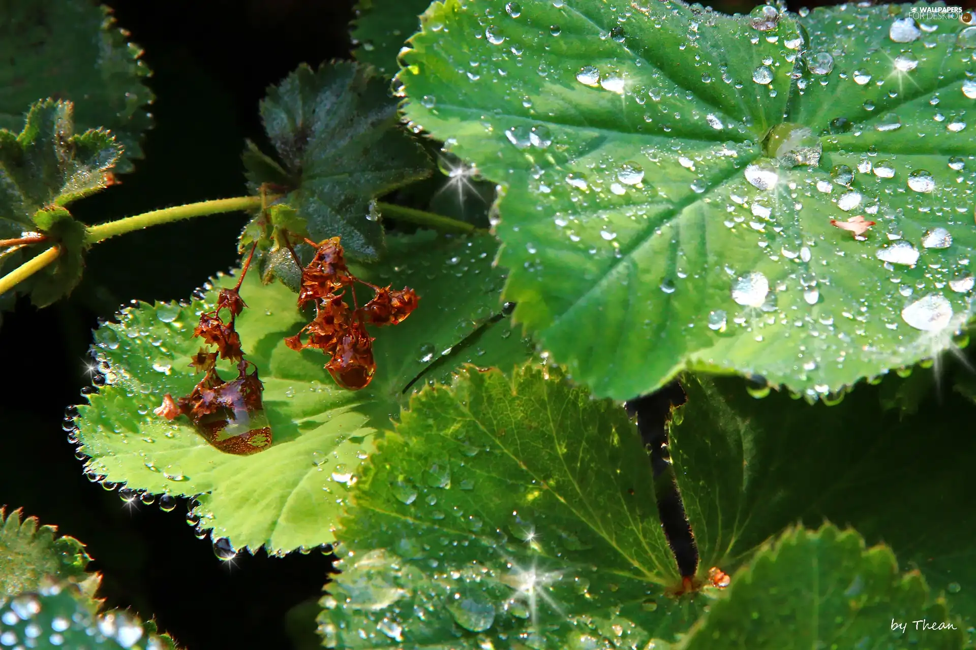 rain, Leaf, drops