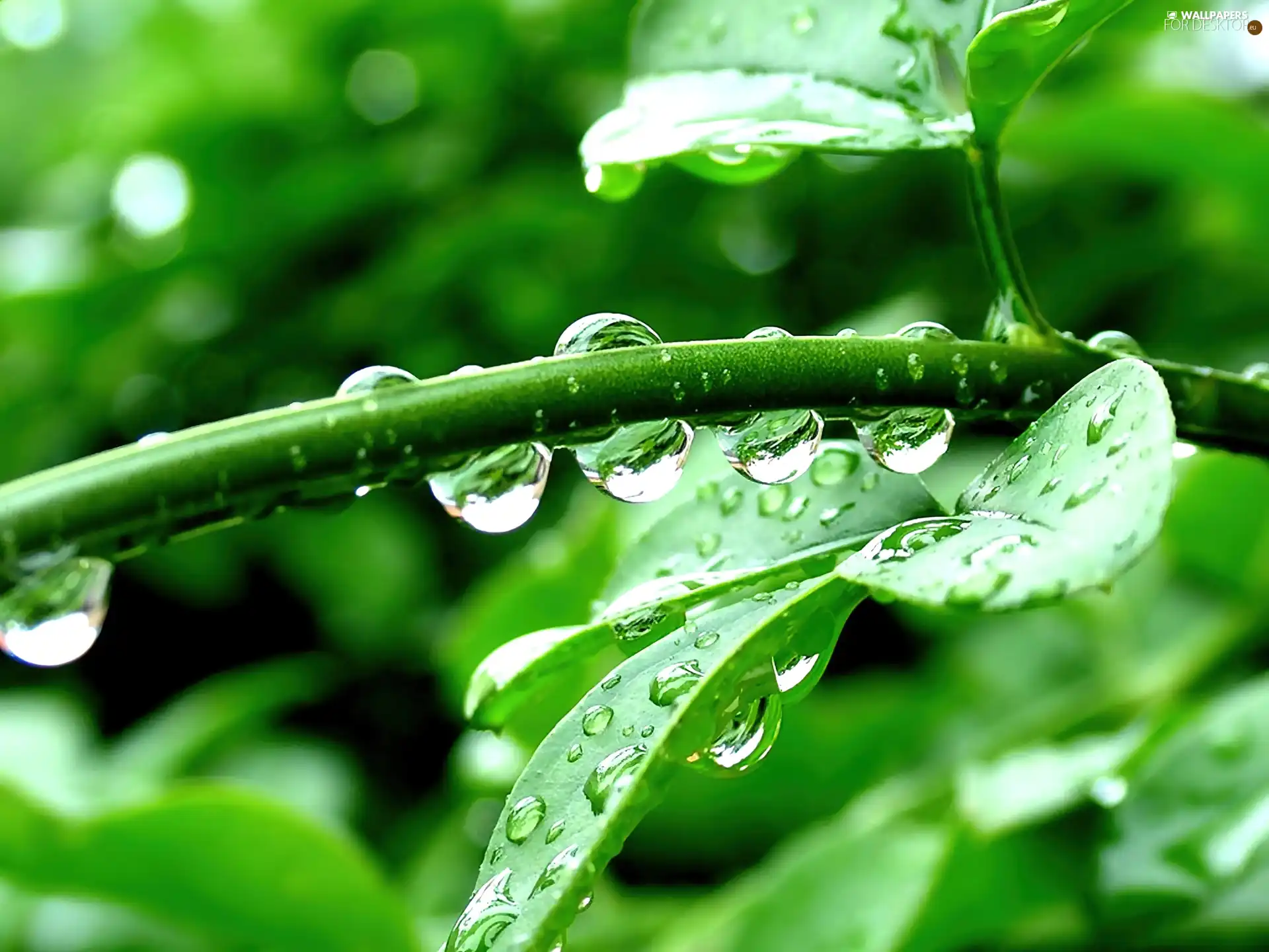 rain, Leaf, drops