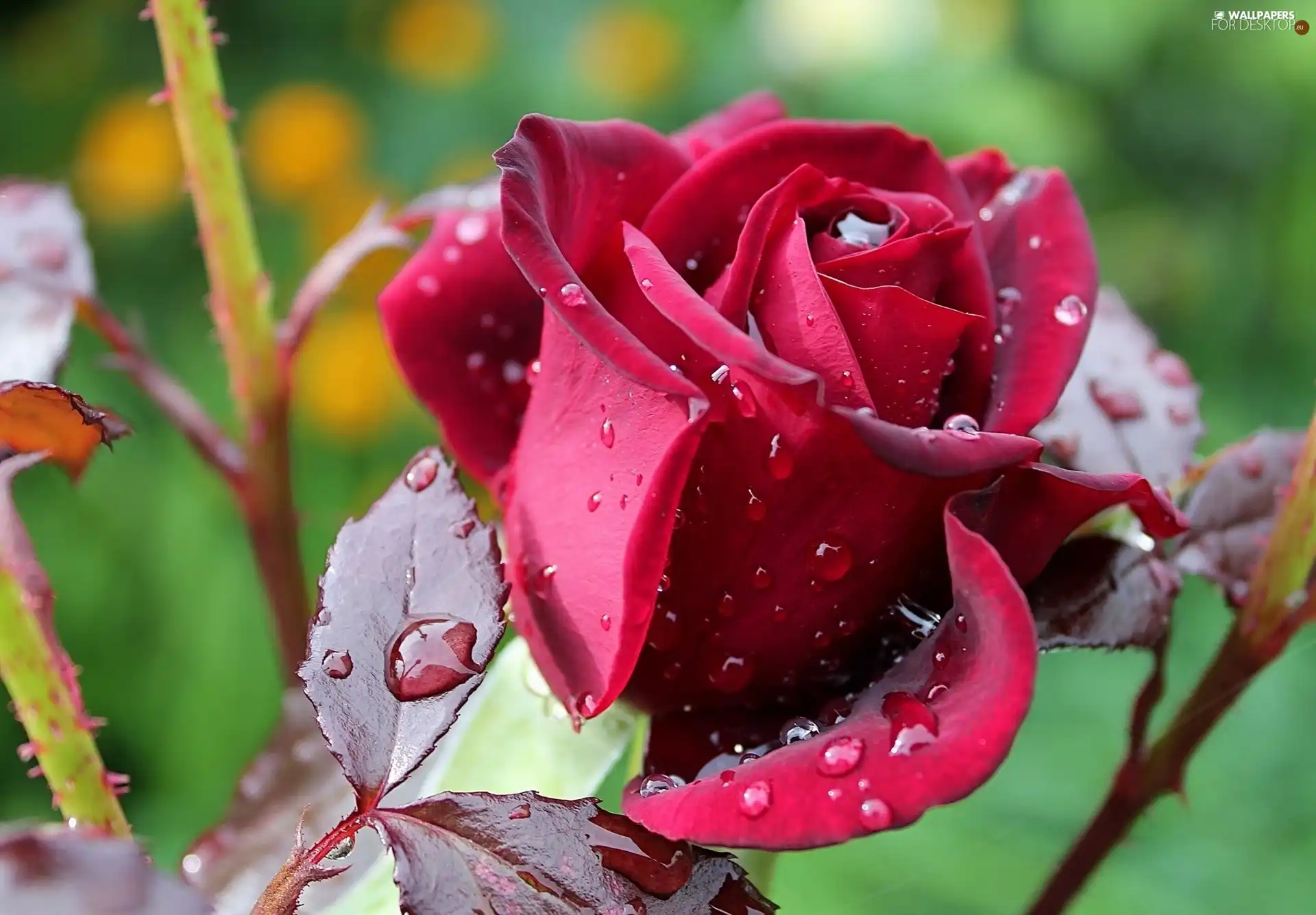 rain, rose, drops