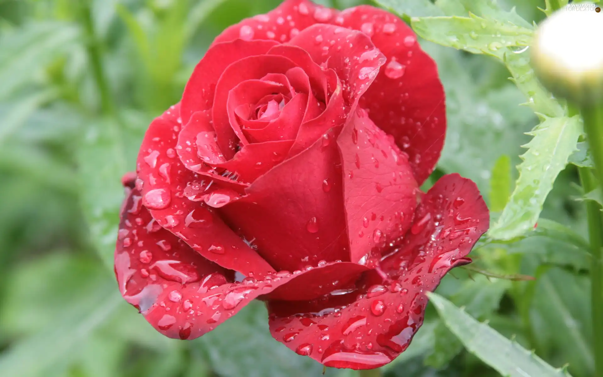 rain, rose, drops