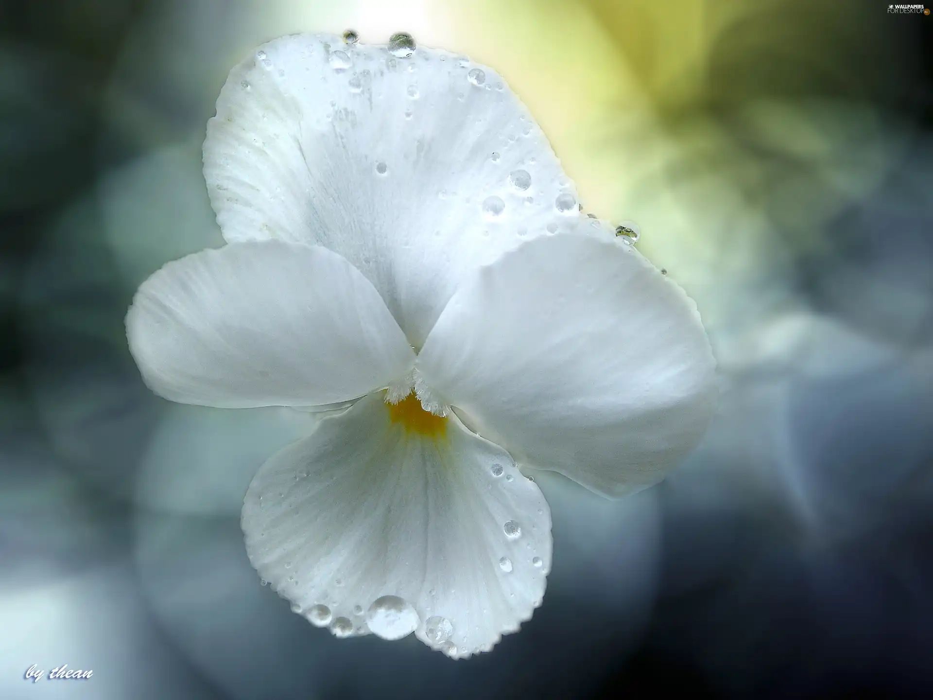 rain, flakes, pansy, drops, White