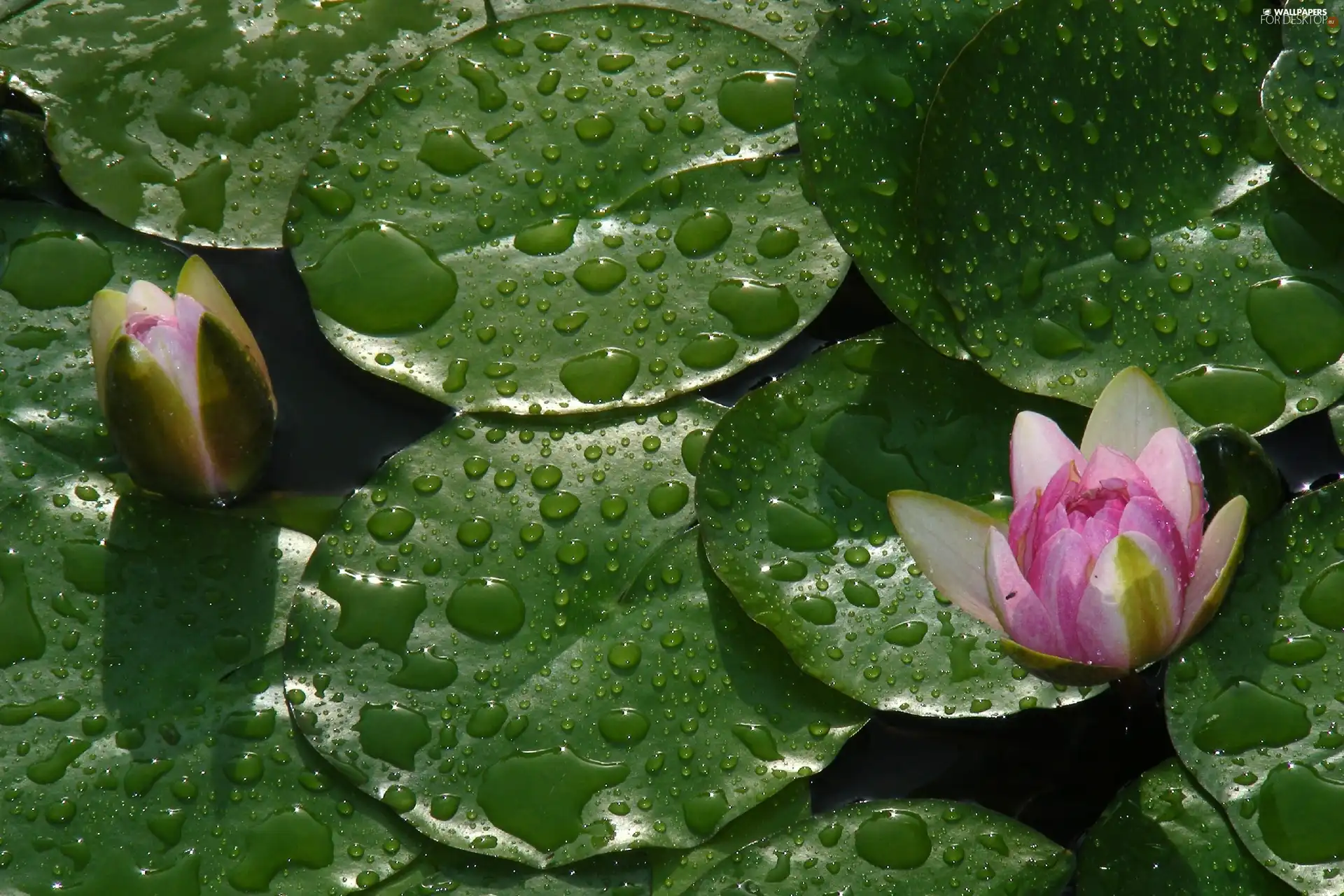 lilies, drops, rain, water