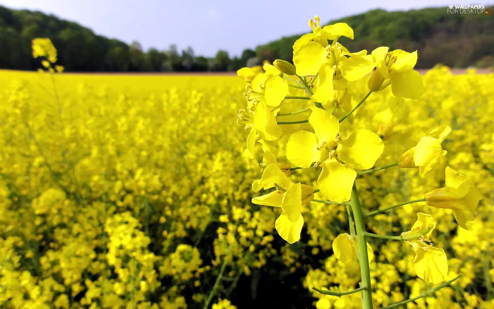 rape, Field, blooming