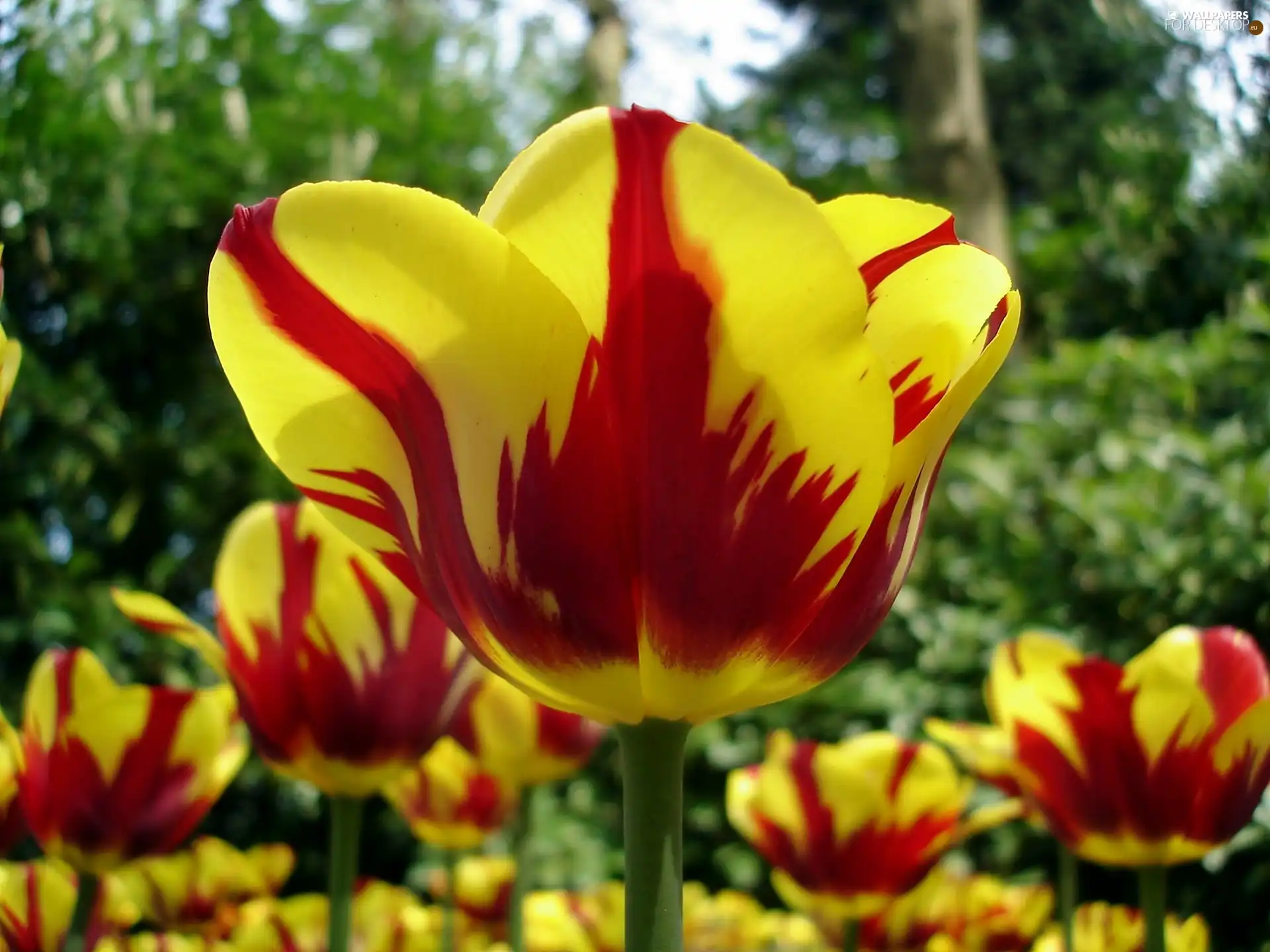 rapprochement, blur, yellow, Red, Tulips