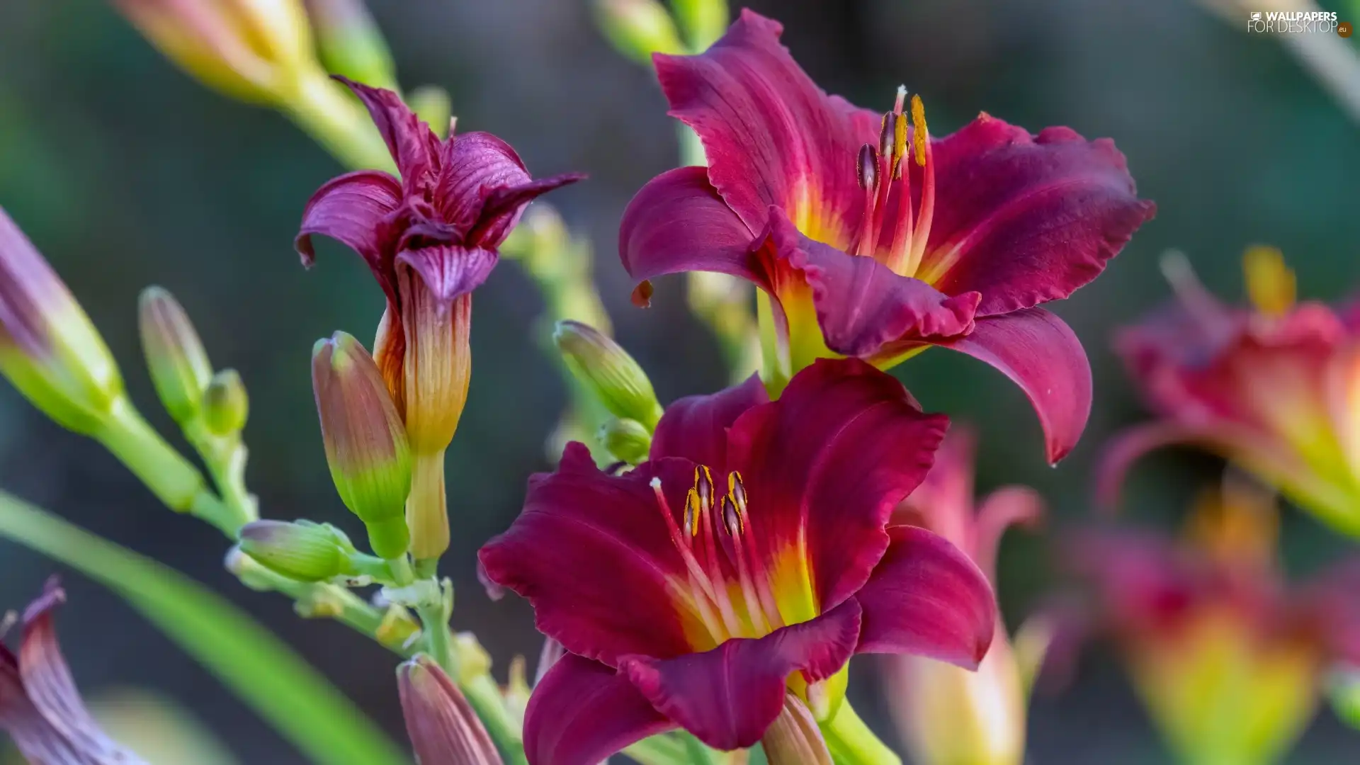 Buds, rapprochement, claret, Daylilies, Flowers