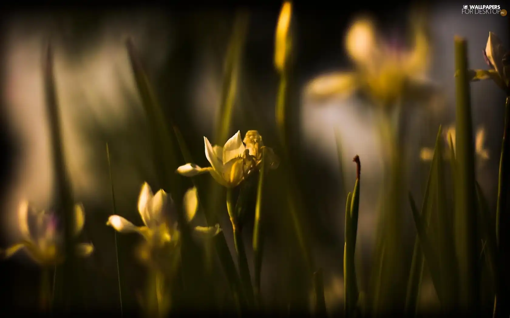 rapprochement, Yellow, Flowers