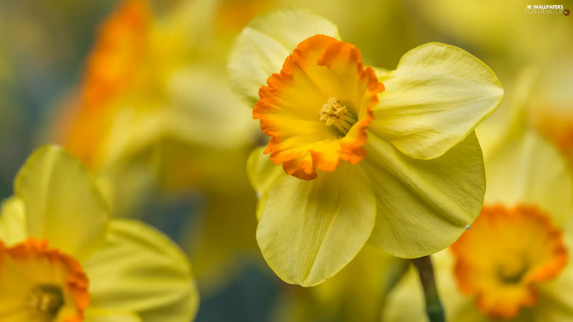 rapprochement, Yellow, Jonquil