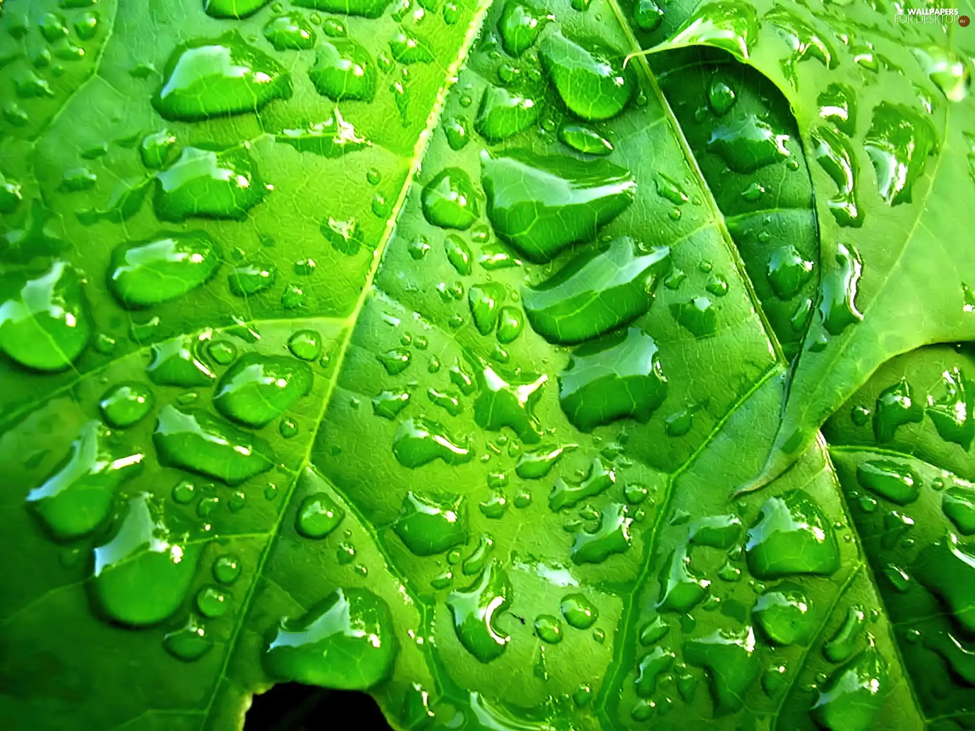 rapprochement, wet, leaf