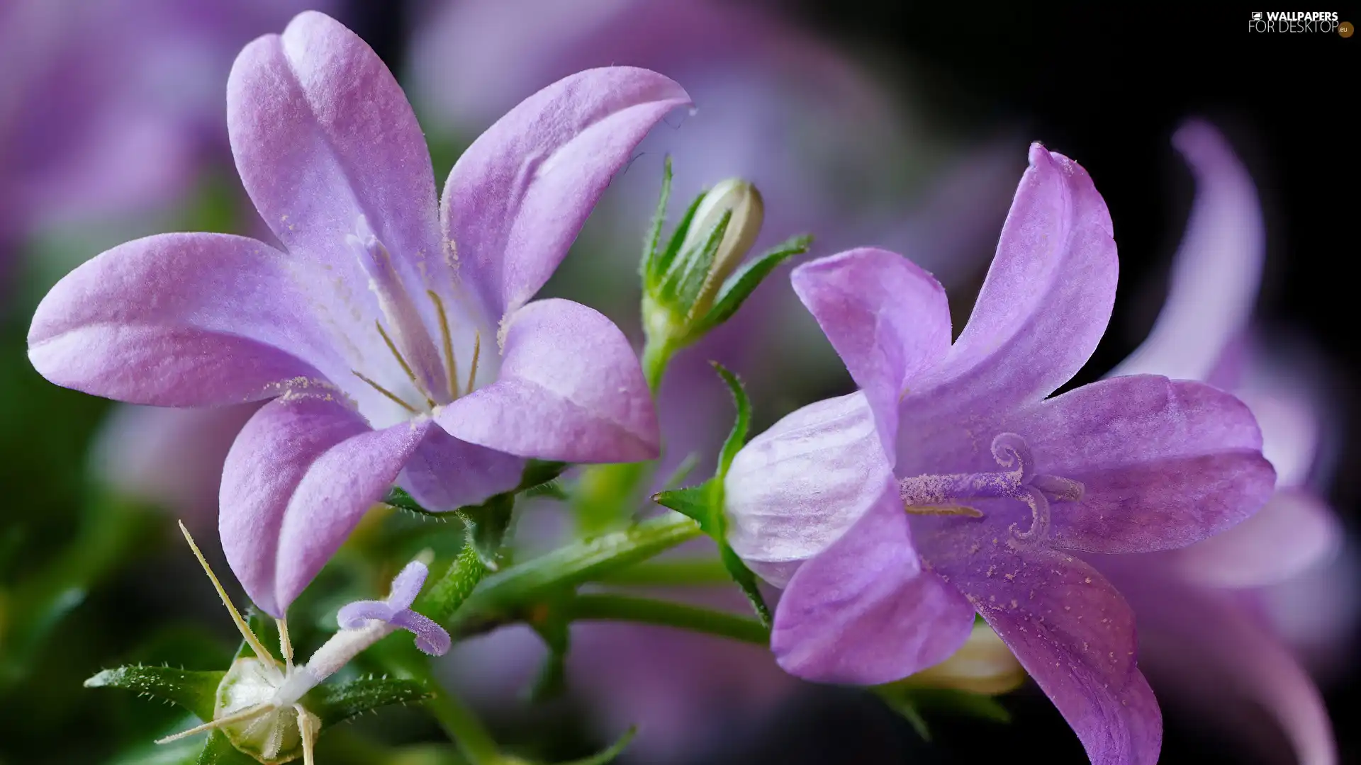 bud, rapprochement, purple, ringtones, Flowers