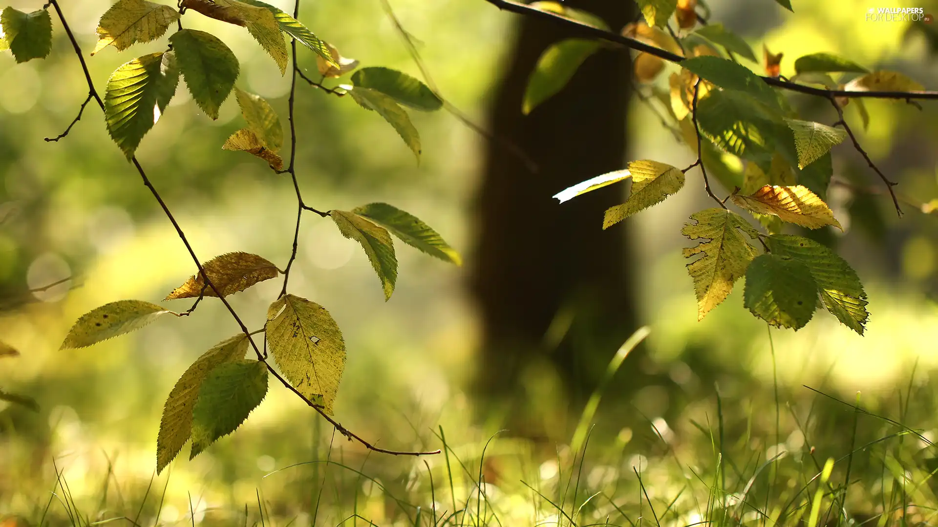 rapprochement, Leaf, Twigs