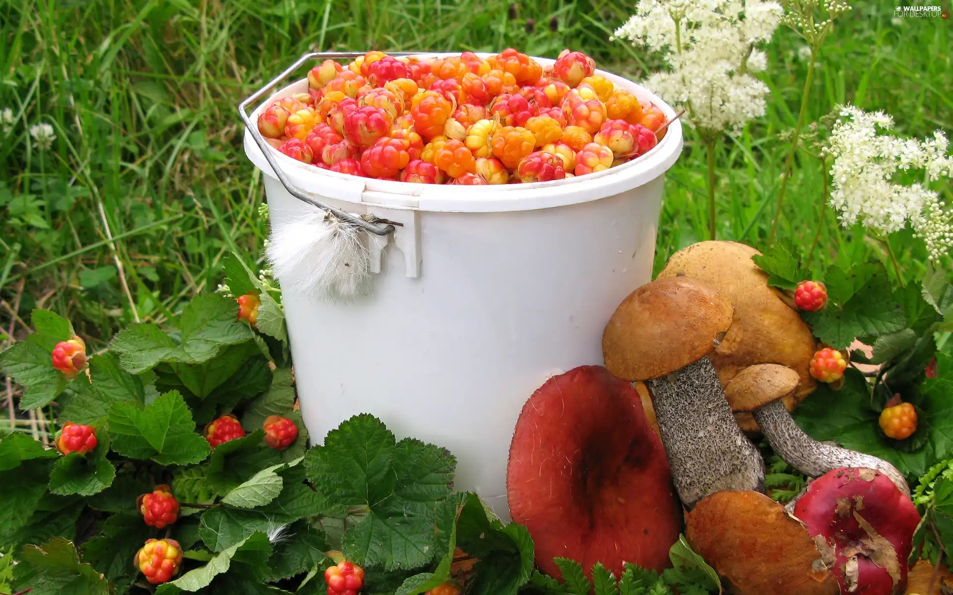 raspberries, mushrooms, bucket