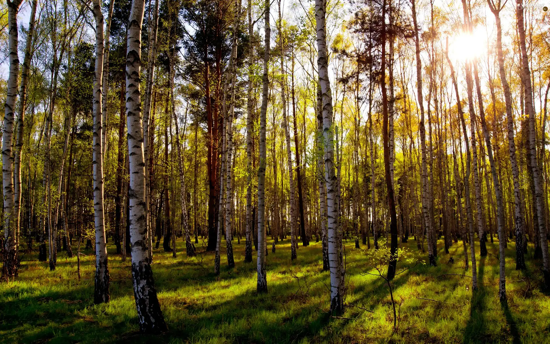 birch, forest, rays of the Sun