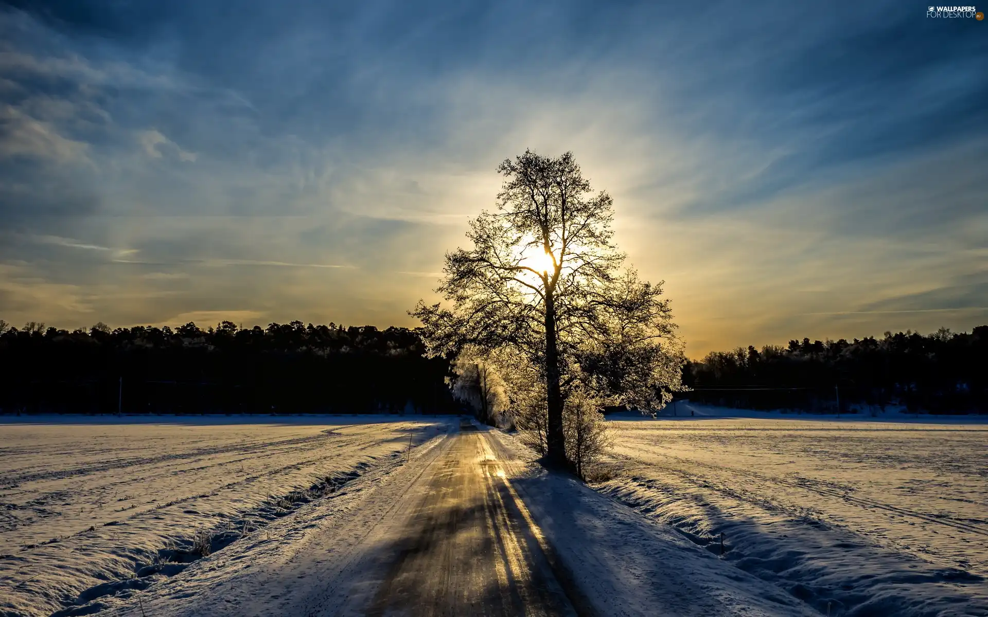 rays, snow, sun, trees, east