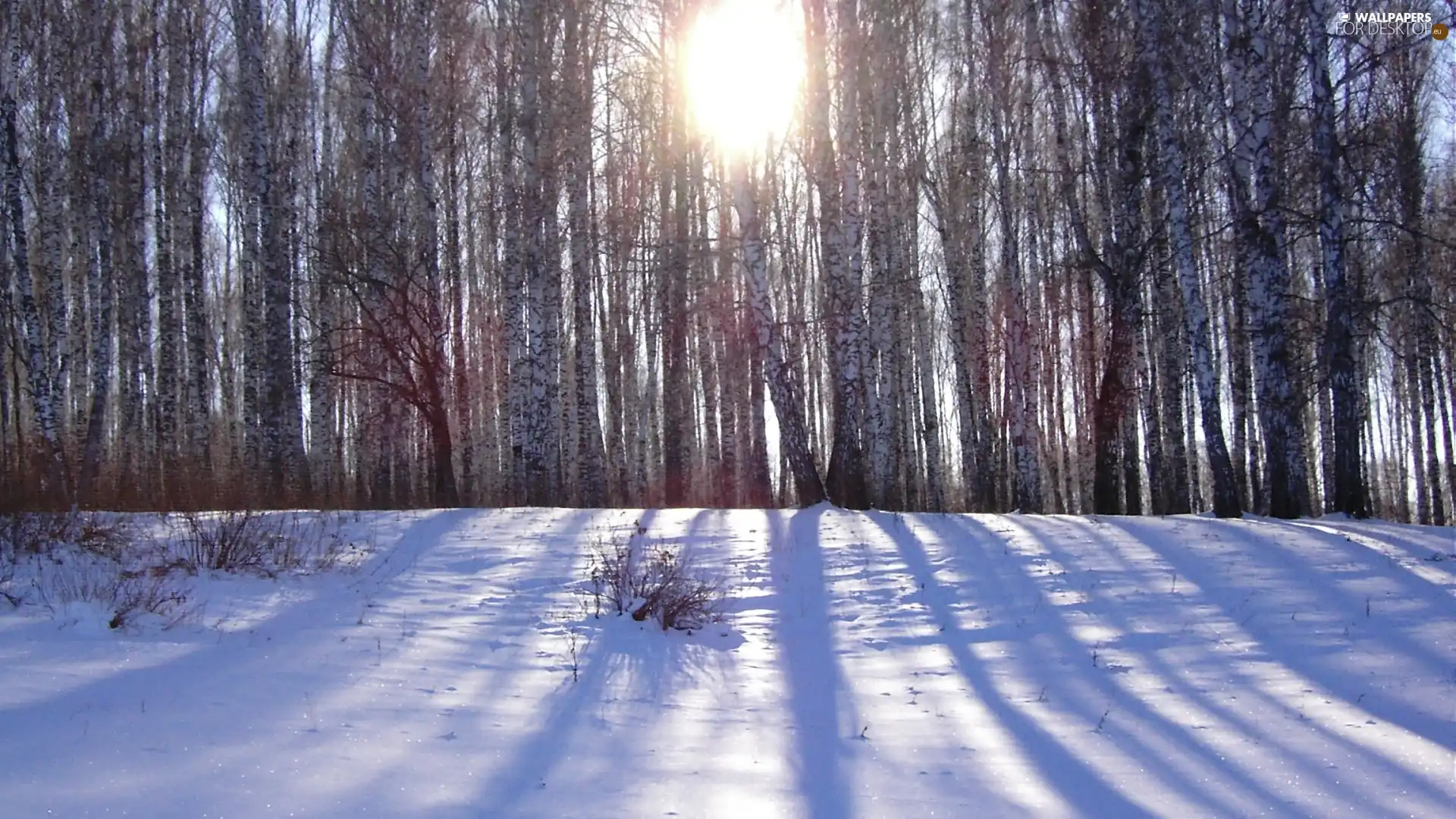 snow, forest, rays of the Sun