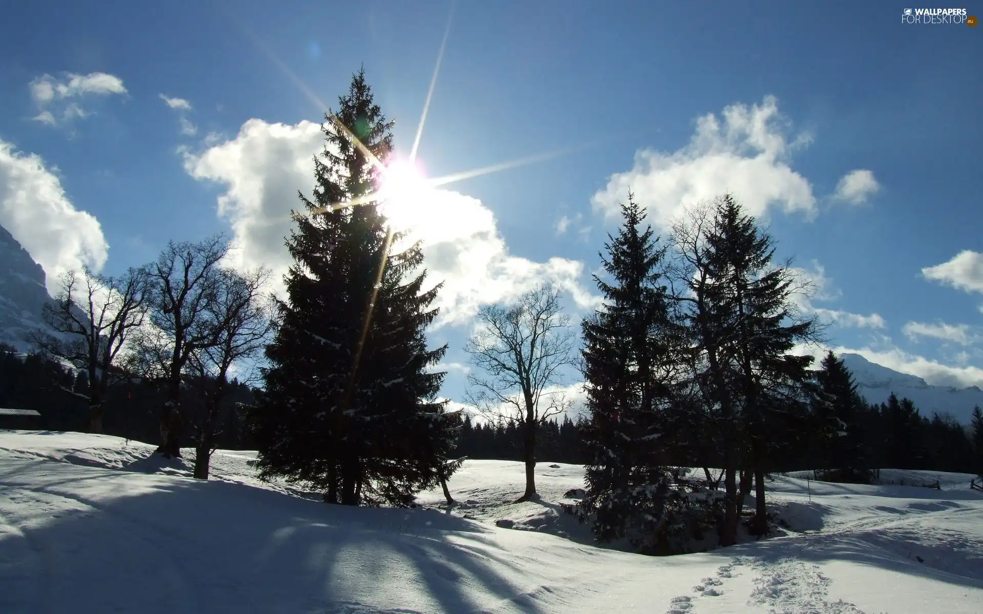 rays, sun, woods, clouds, field