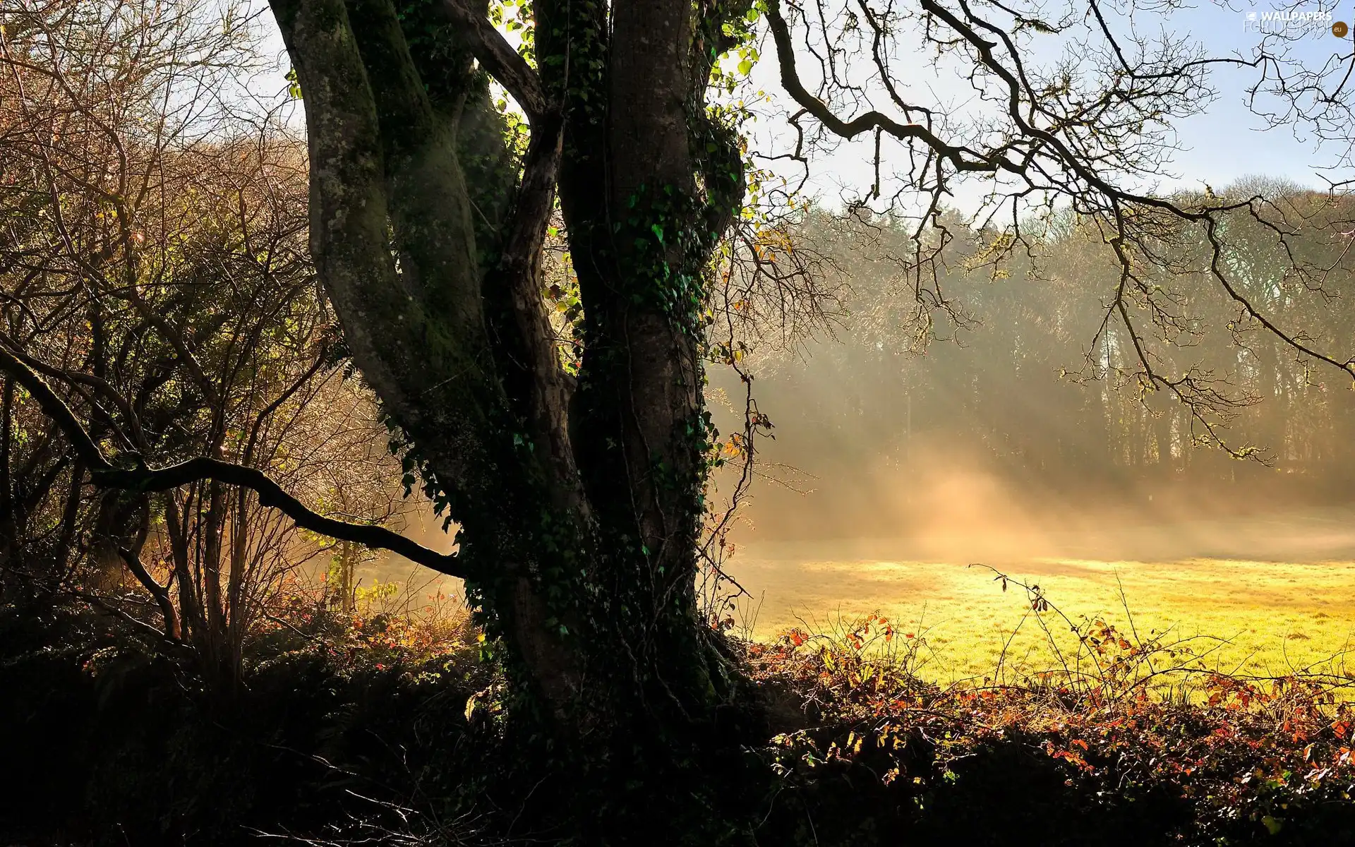 forest, rays, sun, car in the meadow