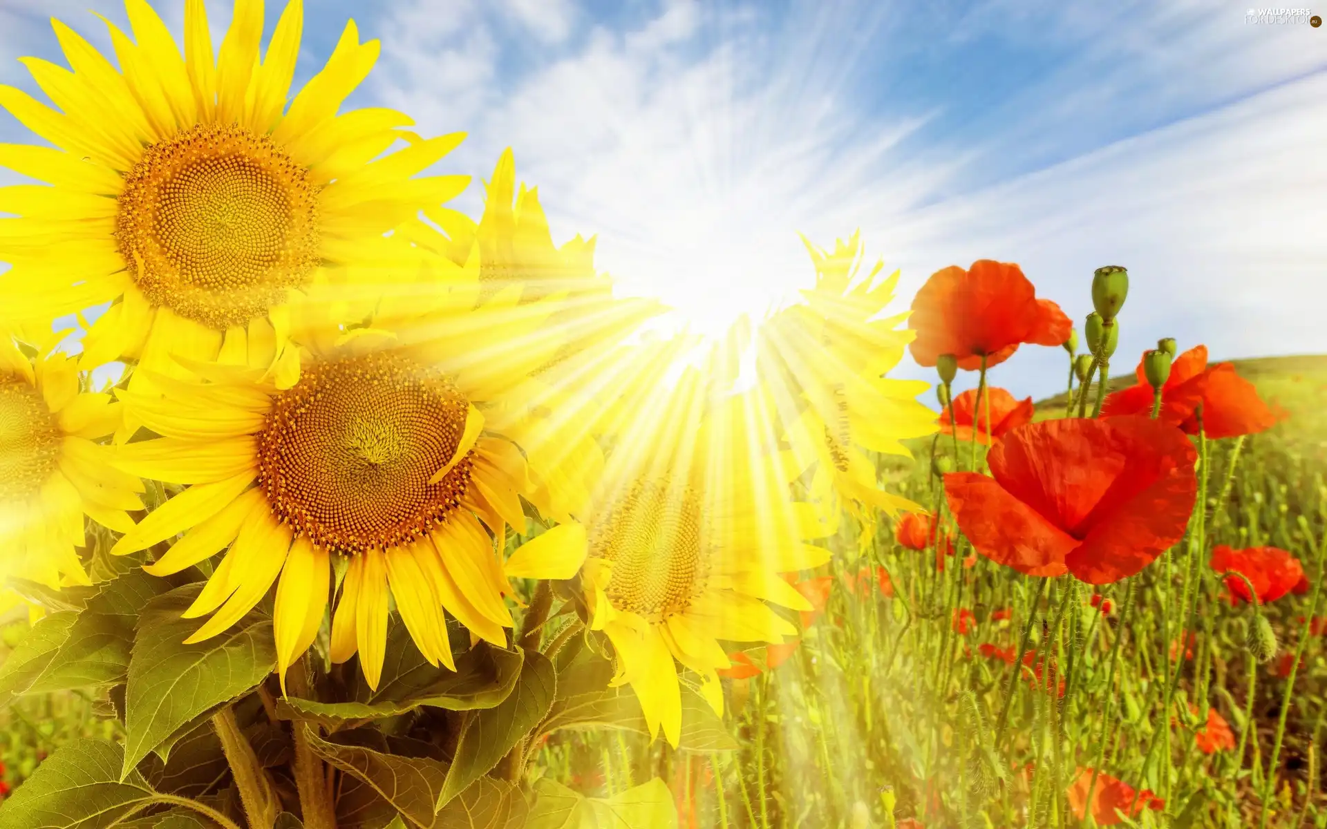 rays, sun, papavers, Meadow, Nice sunflowers