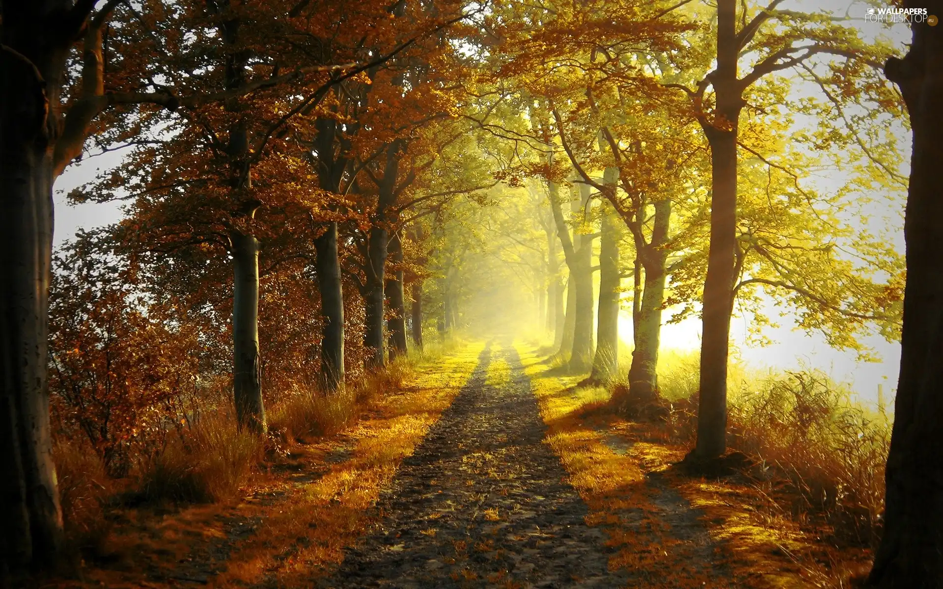 viewes, Path, rays, sun, Przebijające, trees