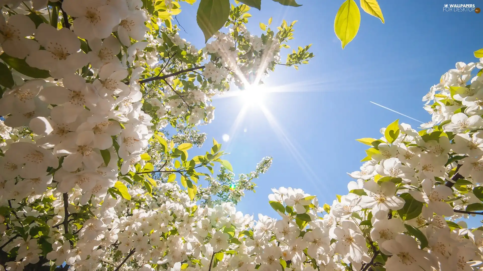 trees, Flowers, rays, sun, viewes, fruit