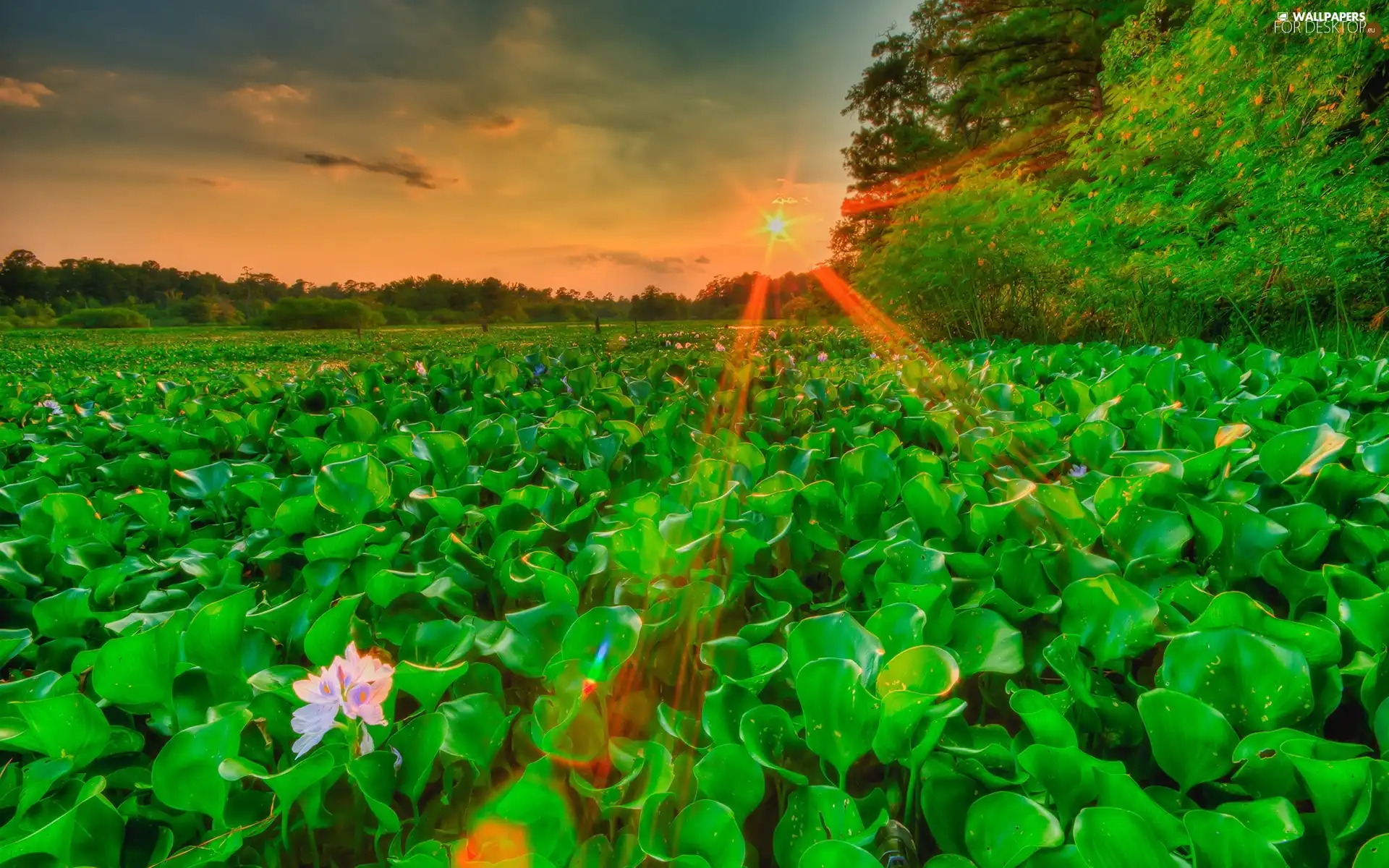 rays, sun, sun, Flowers, west